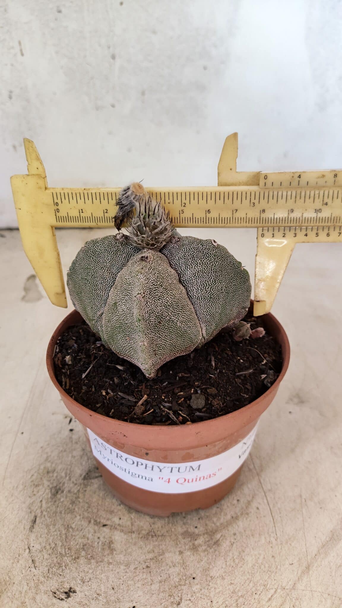 ASTROPHYTUM MYRIOSTIGMA "4 Quinas"  Nº 1166 – vaso 11 - foto 4