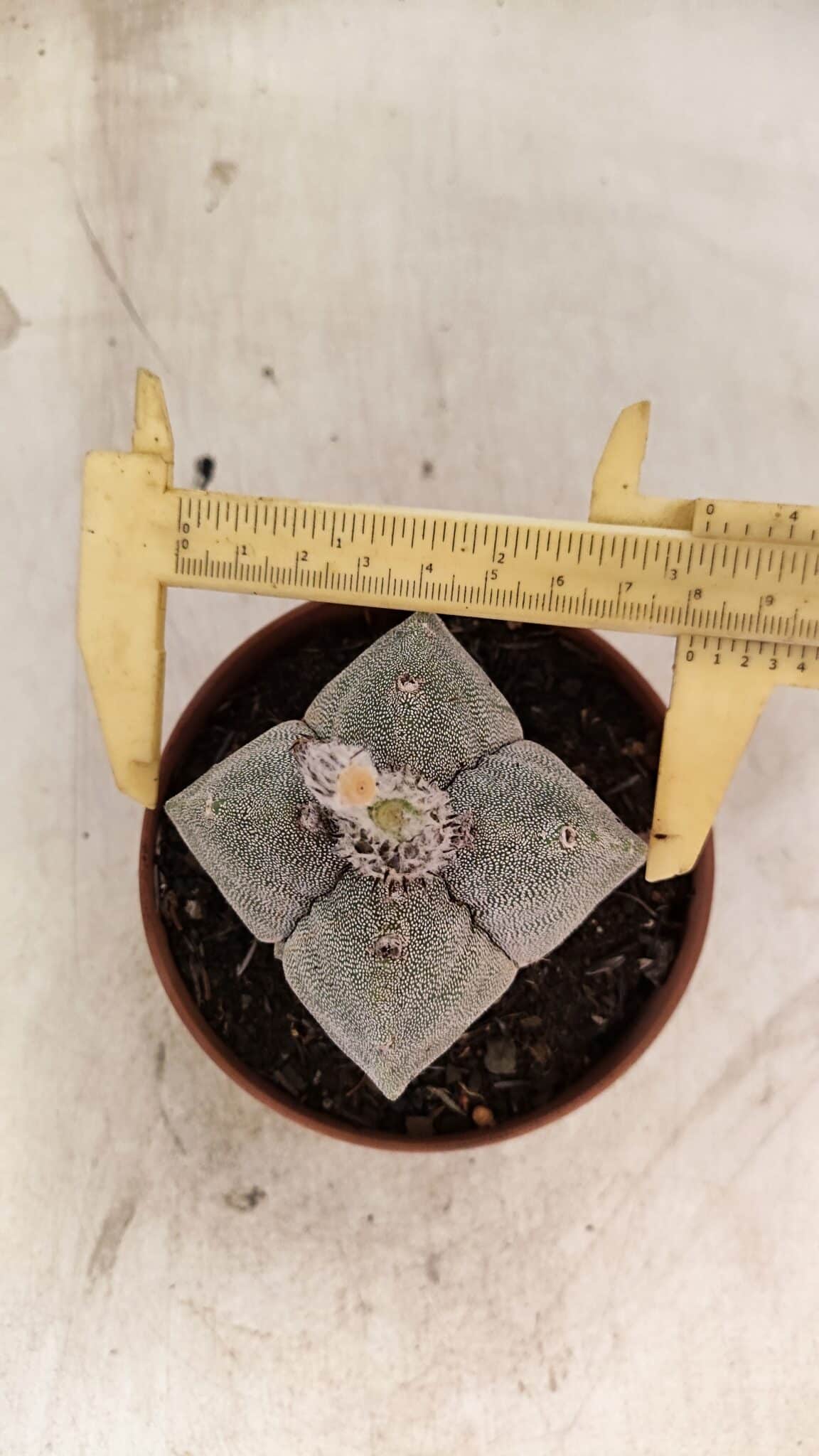ASTROPHYTUM MYRIOSTIGMA "4 Quinas"  Nº 1166 – vaso 11 - foto 5