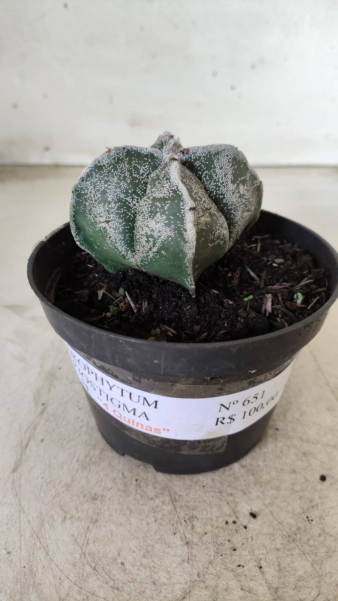 ASTROPHYTUM MYRIOSTIGMA "4 Quinas"  Nº 651 – vaso 11