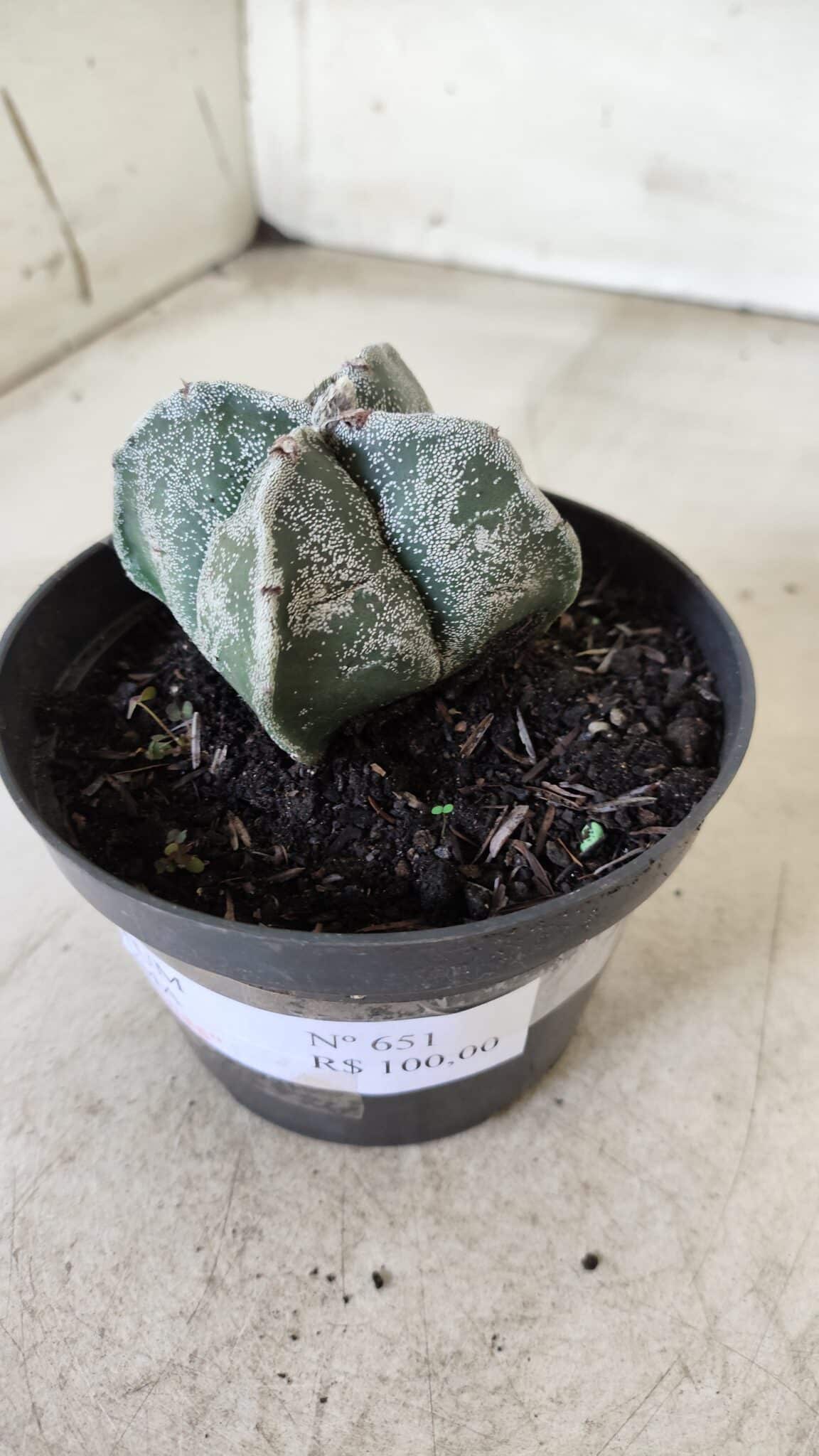 ASTROPHYTUM MYRIOSTIGMA "4 Quinas"  Nº 651 – vaso 11