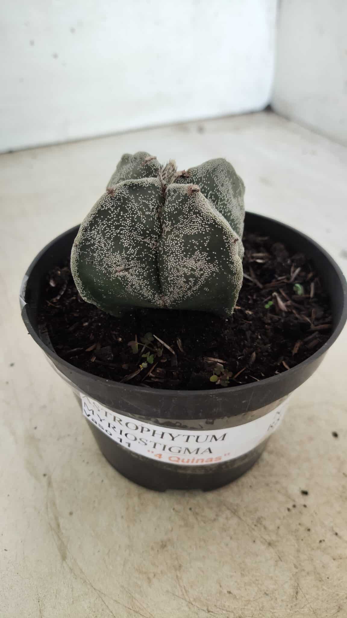ASTROPHYTUM MYRIOSTIGMA "4 Quinas"  Nº 651 – vaso 11