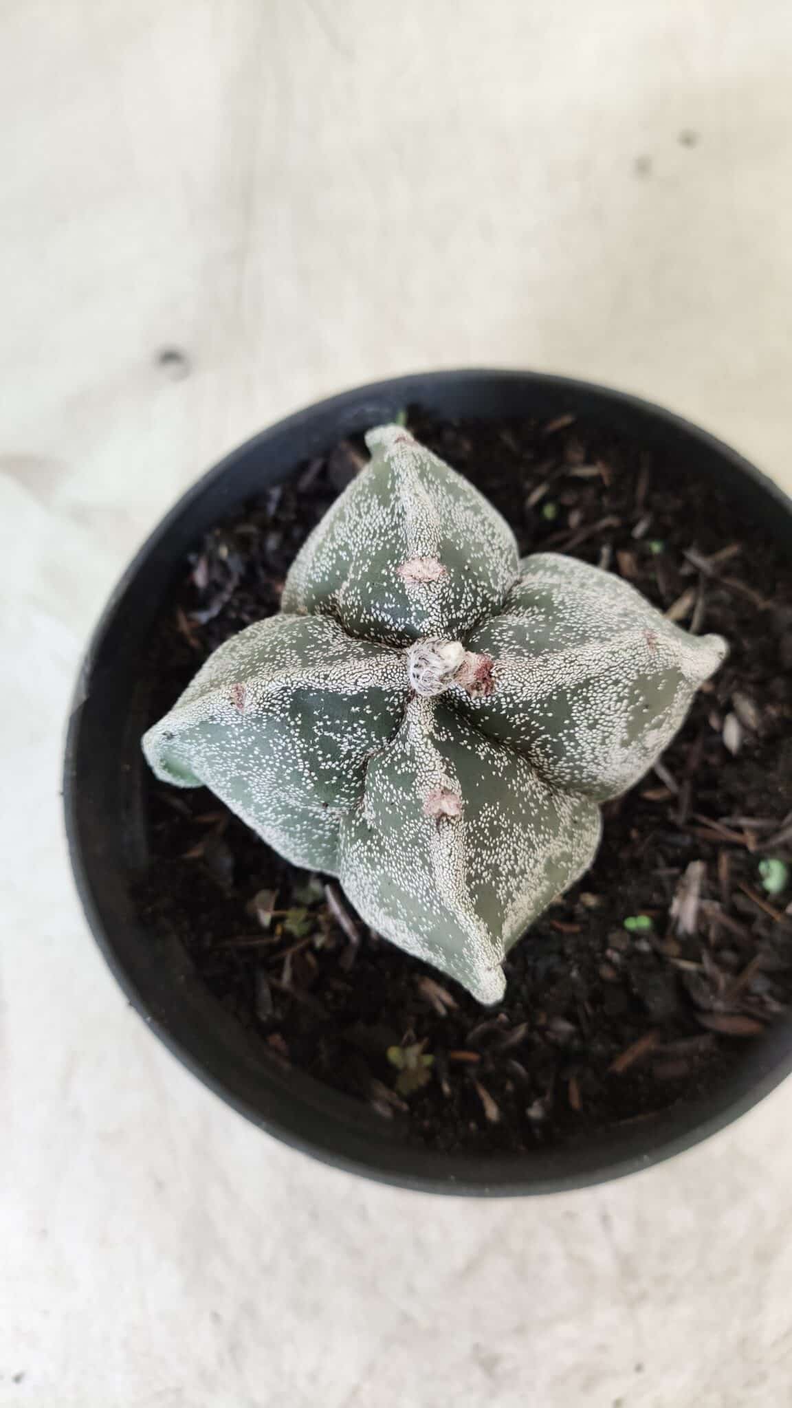 ASTROPHYTUM MYRIOSTIGMA "4 Quinas"  Nº 651 – vaso 11