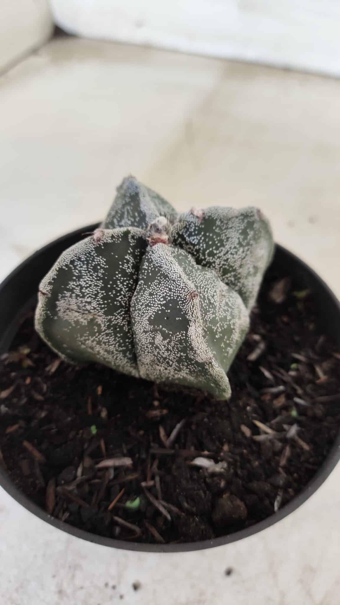 ASTROPHYTUM MYRIOSTIGMA "4 Quinas"  Nº 651 – vaso 11