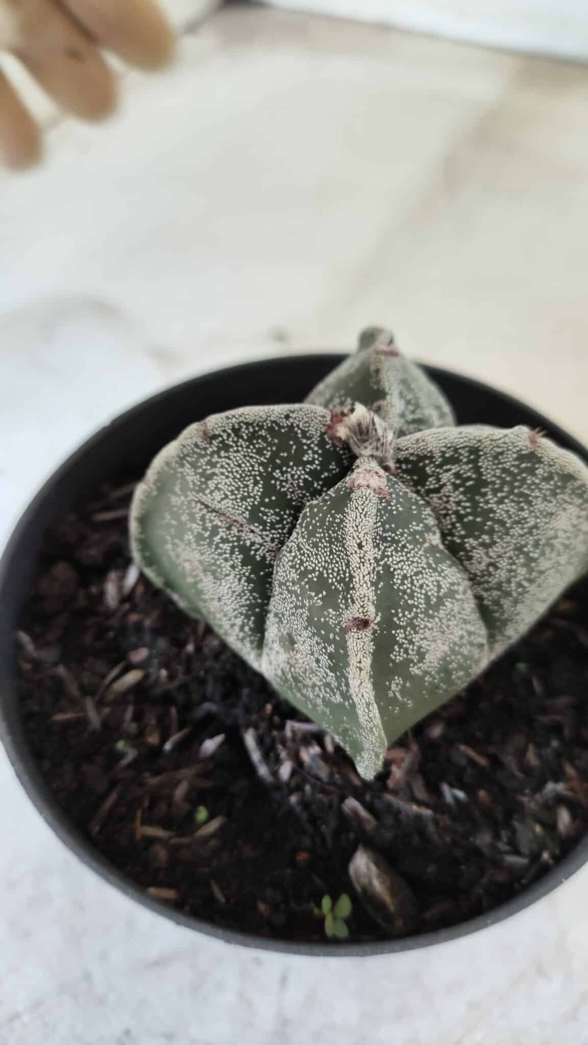 ASTROPHYTUM MYRIOSTIGMA "4 Quinas"  Nº 651 – vaso 11