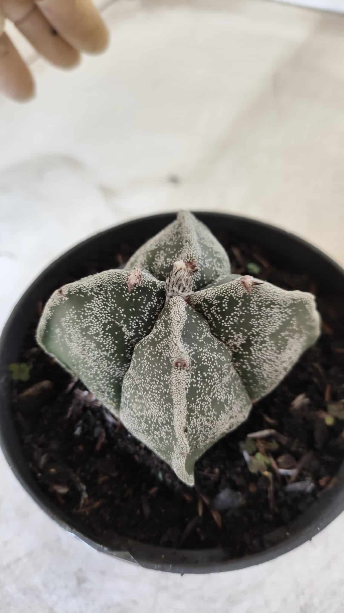 ASTROPHYTUM MYRIOSTIGMA "4 Quinas"  Nº 651 – vaso 11