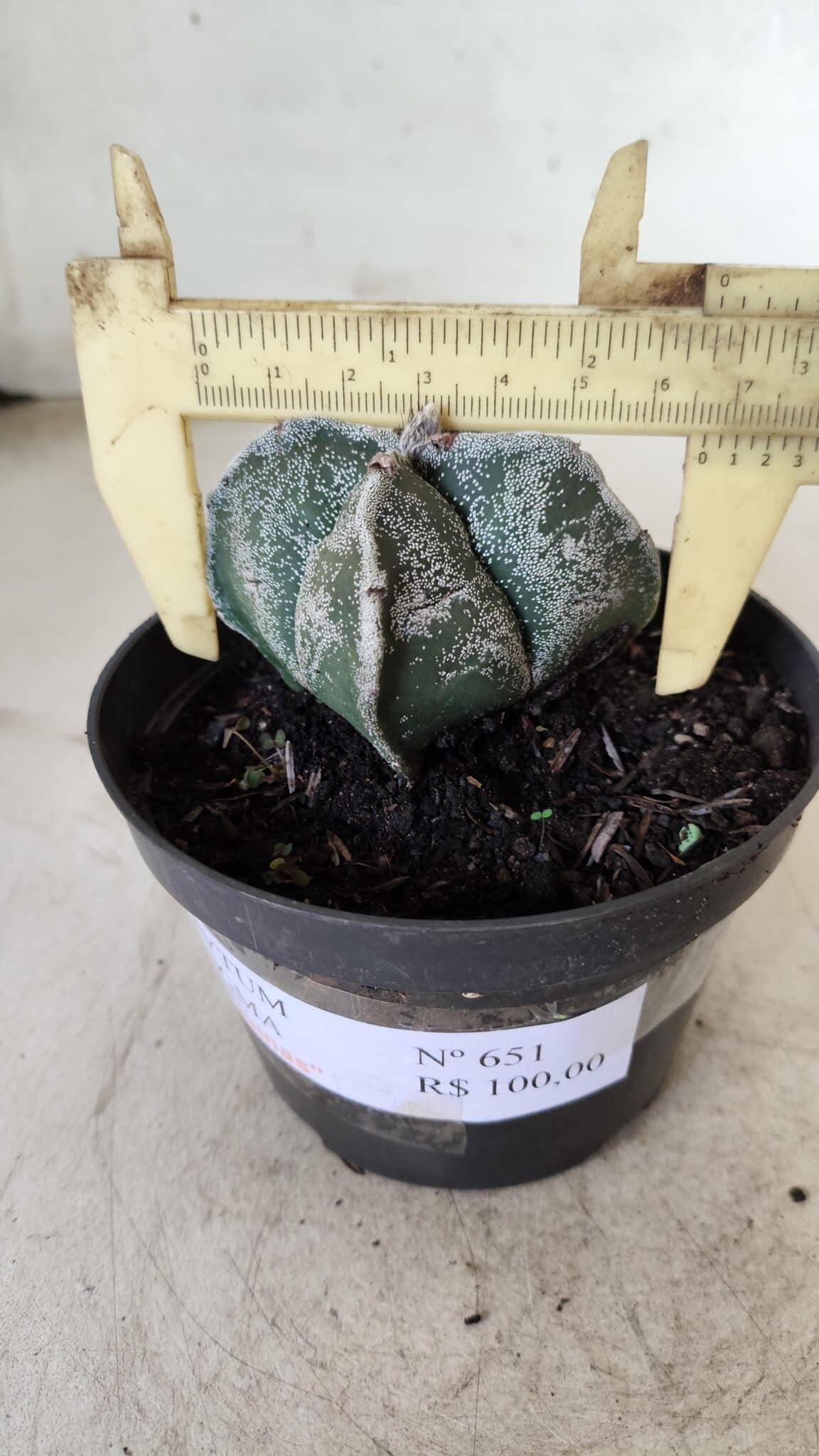 ASTROPHYTUM MYRIOSTIGMA "4 Quinas"  Nº 651 – vaso 11