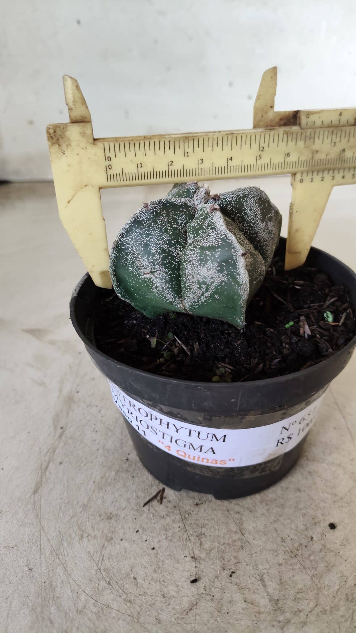 ASTROPHYTUM MYRIOSTIGMA "4 Quinas"  Nº 651 – vaso 11