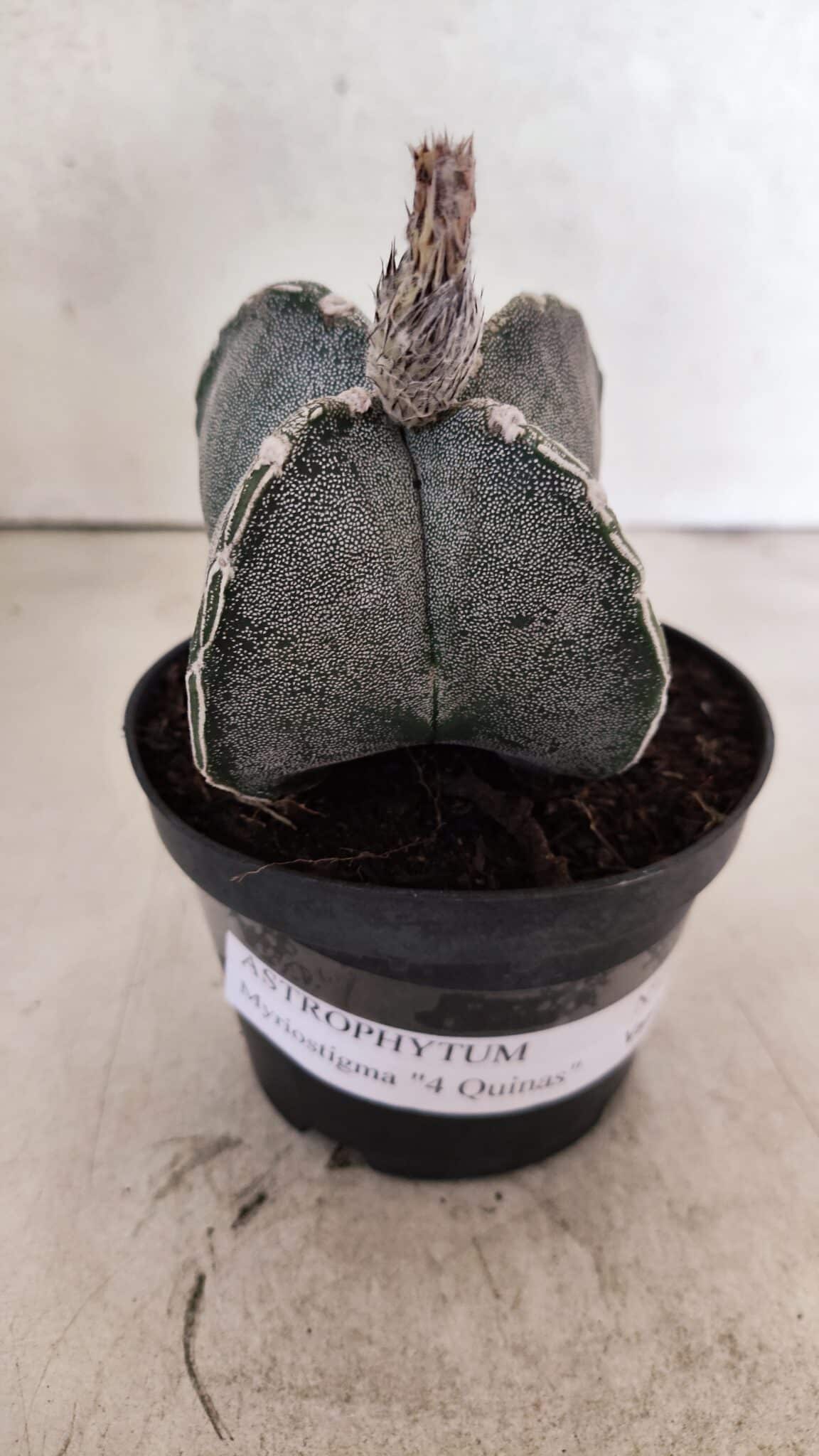 ASTROPHYTUM "4 Quinas"  Nº 1144 – vaso 11 - foto 2
