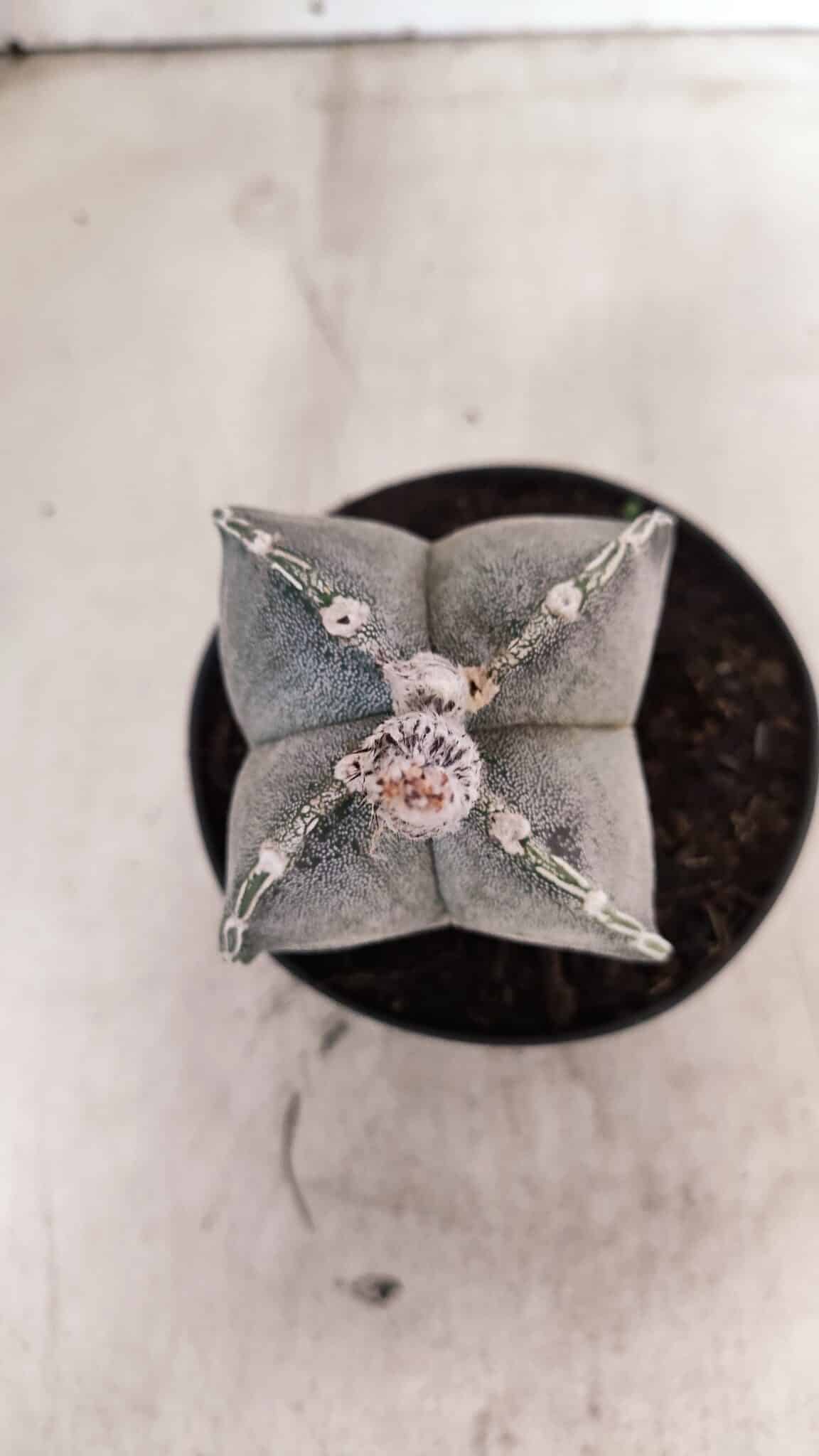ASTROPHYTUM "4 Quinas"  Nº 1144 – vaso 11 - foto 3