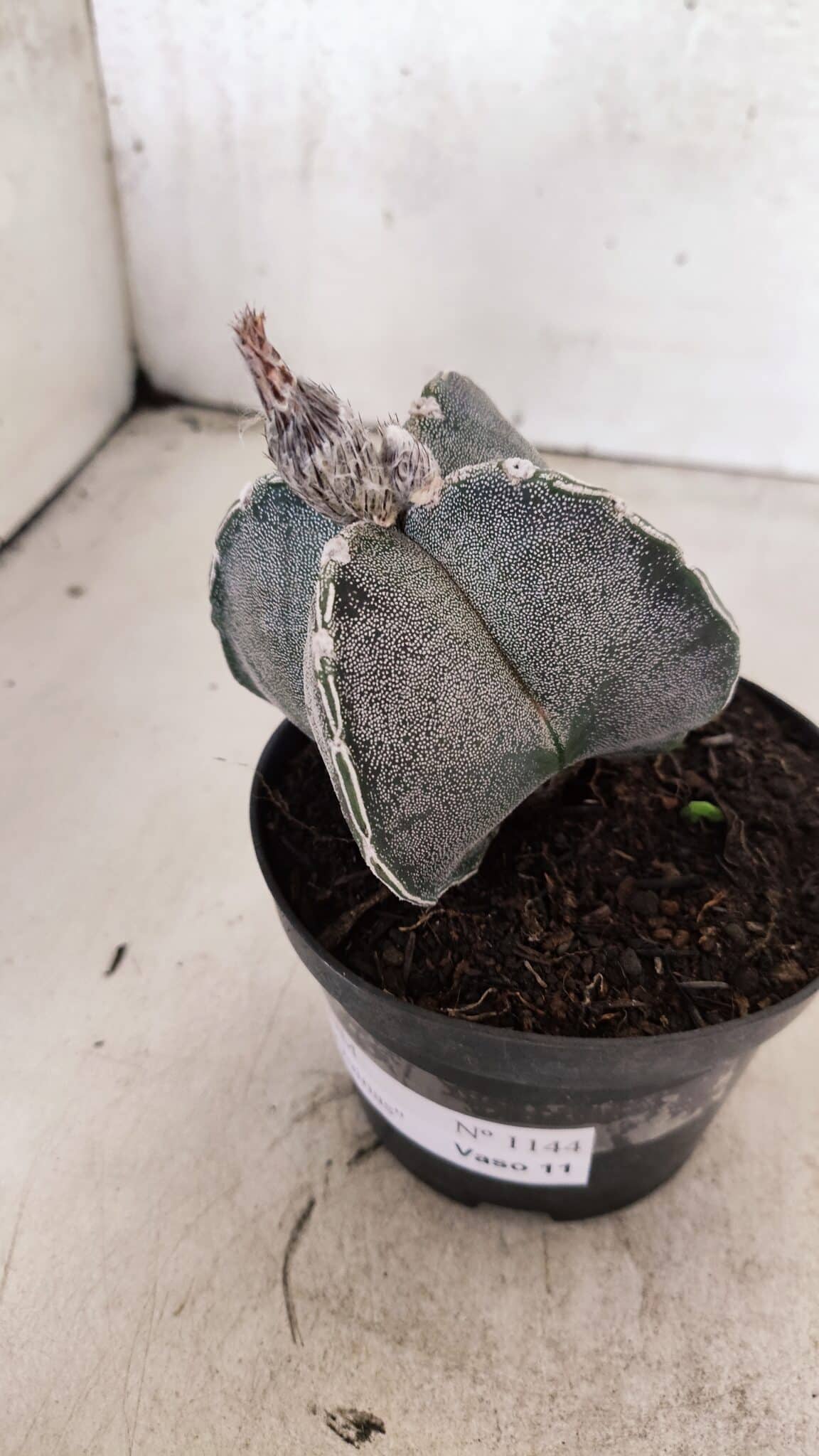 ASTROPHYTUM "4 Quinas"  Nº 1144 – vaso 11 - foto 9