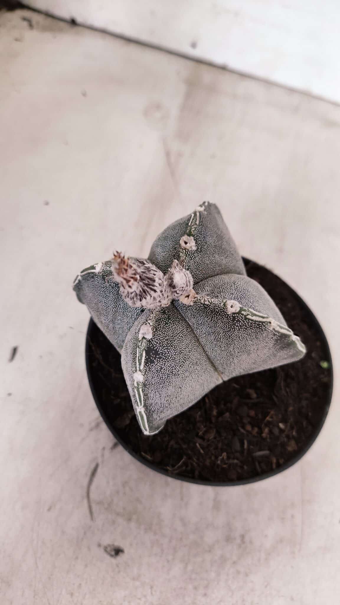 ASTROPHYTUM "4 Quinas"  Nº 1144 – vaso 11 - foto 8