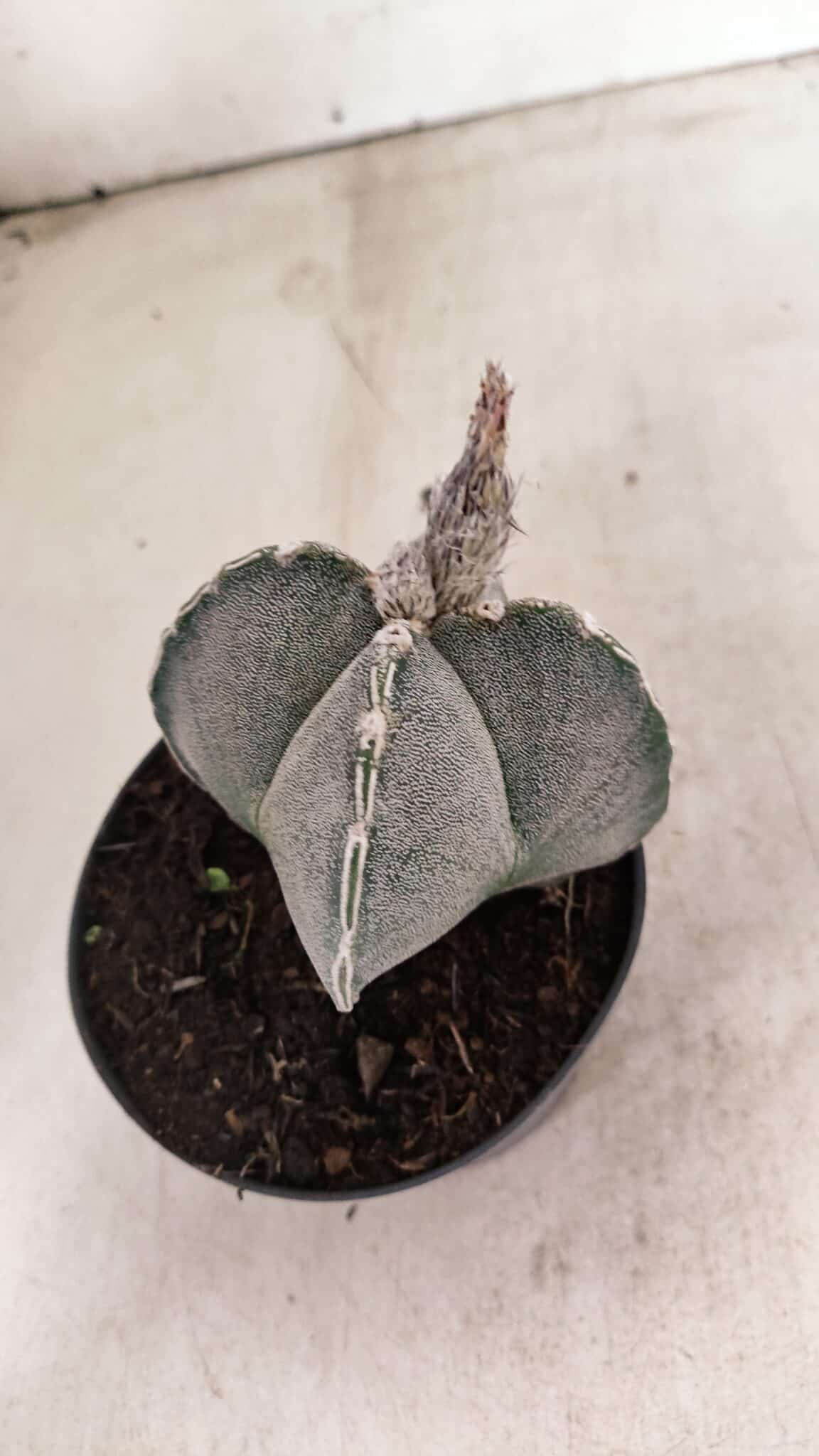 ASTROPHYTUM "4 Quinas"  Nº 1144 – vaso 11 - foto 7