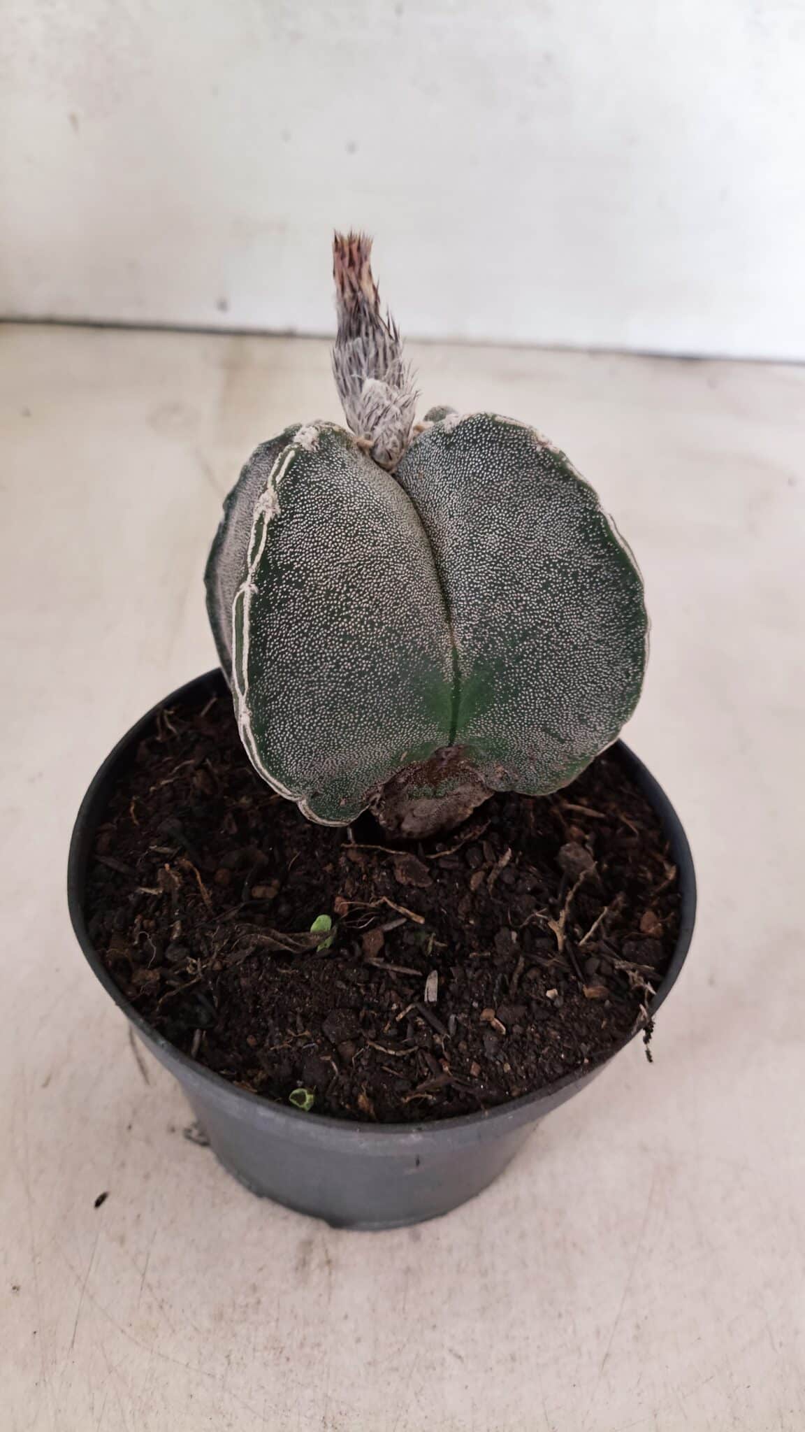 ASTROPHYTUM "4 Quinas"  Nº 1144 – vaso 11 - foto 6
