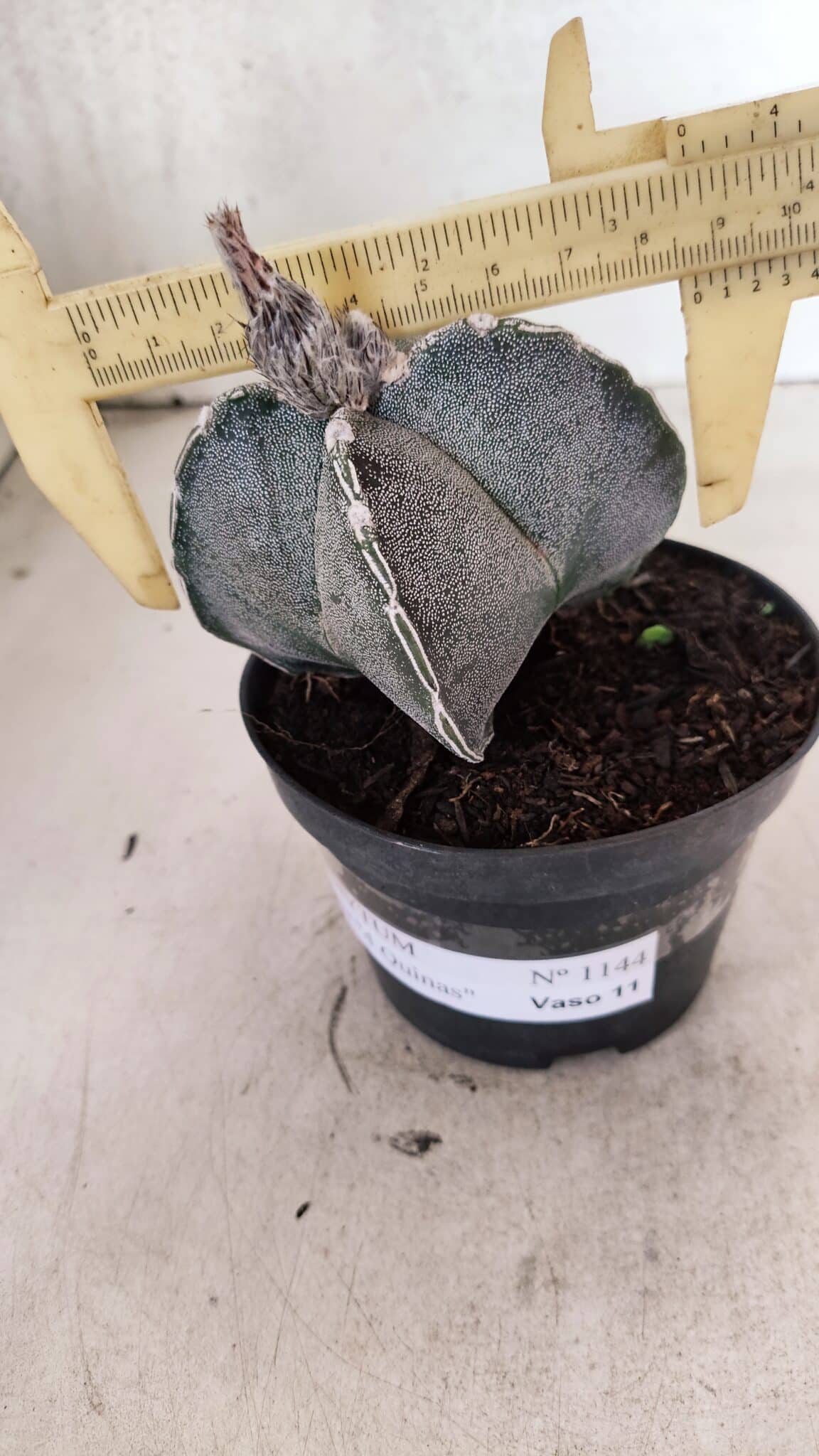 ASTROPHYTUM "4 Quinas"  Nº 1144 – vaso 11 - foto 4
