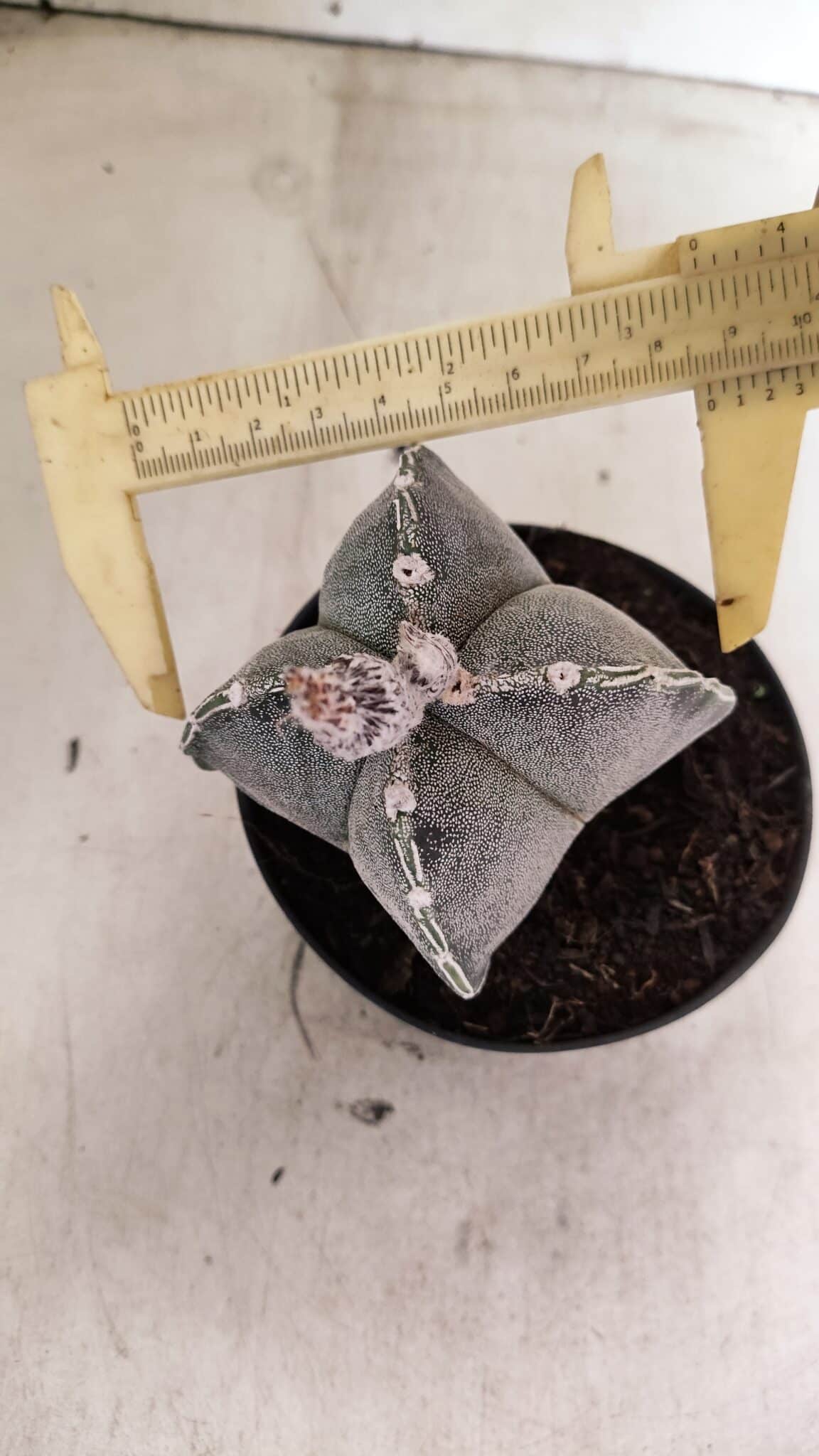ASTROPHYTUM "4 Quinas"  Nº 1144 – vaso 11 - foto 5