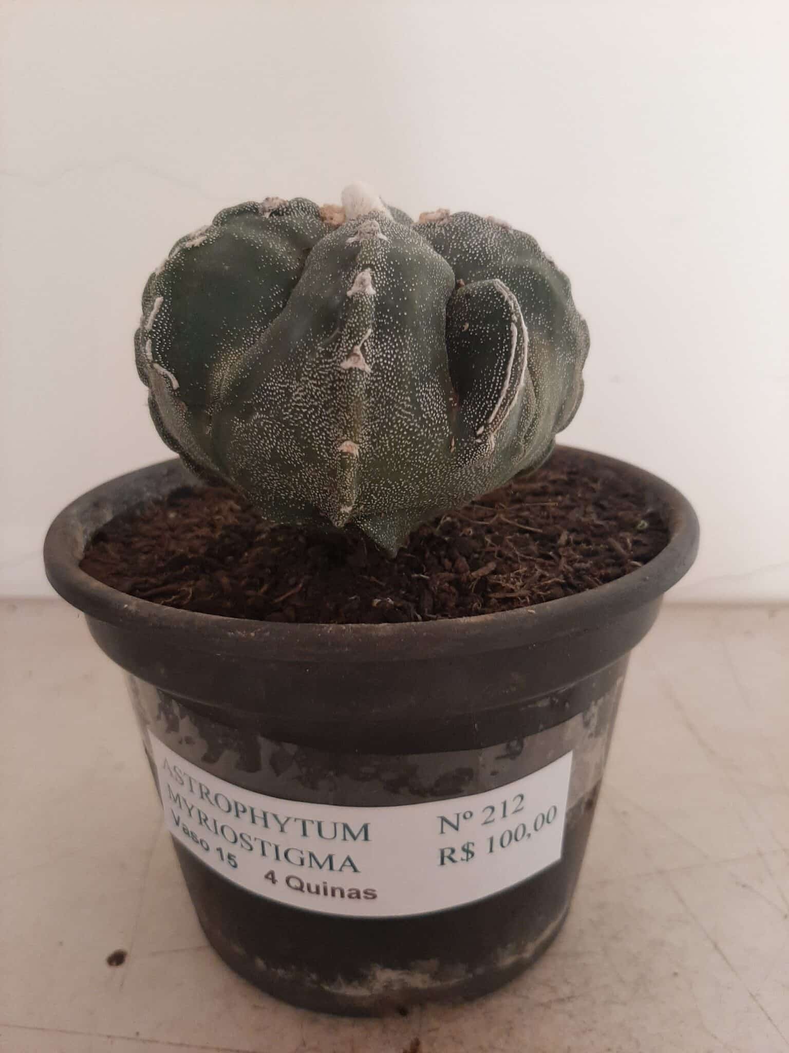 ASTROPHYTUM MYRIOSTIGMA "4 QUINAS"  -  Nº 212 – vaso 15