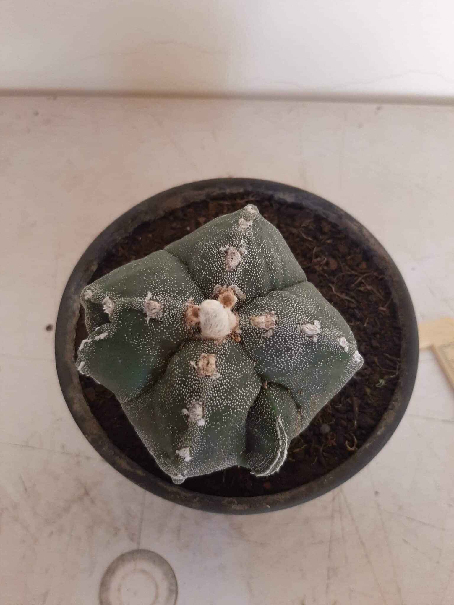 ASTROPHYTUM MYRIOSTIGMA "4 QUINAS"  -  Nº 212 – vaso 15
