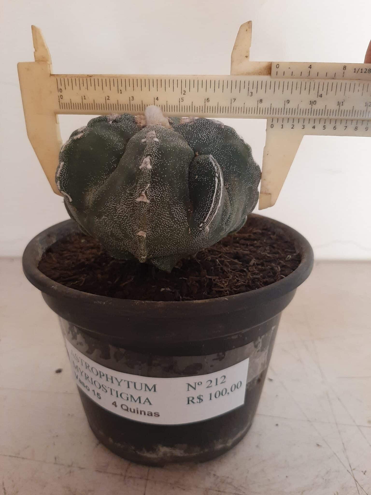 ASTROPHYTUM MYRIOSTIGMA "4 QUINAS"  -  Nº 212 – vaso 15