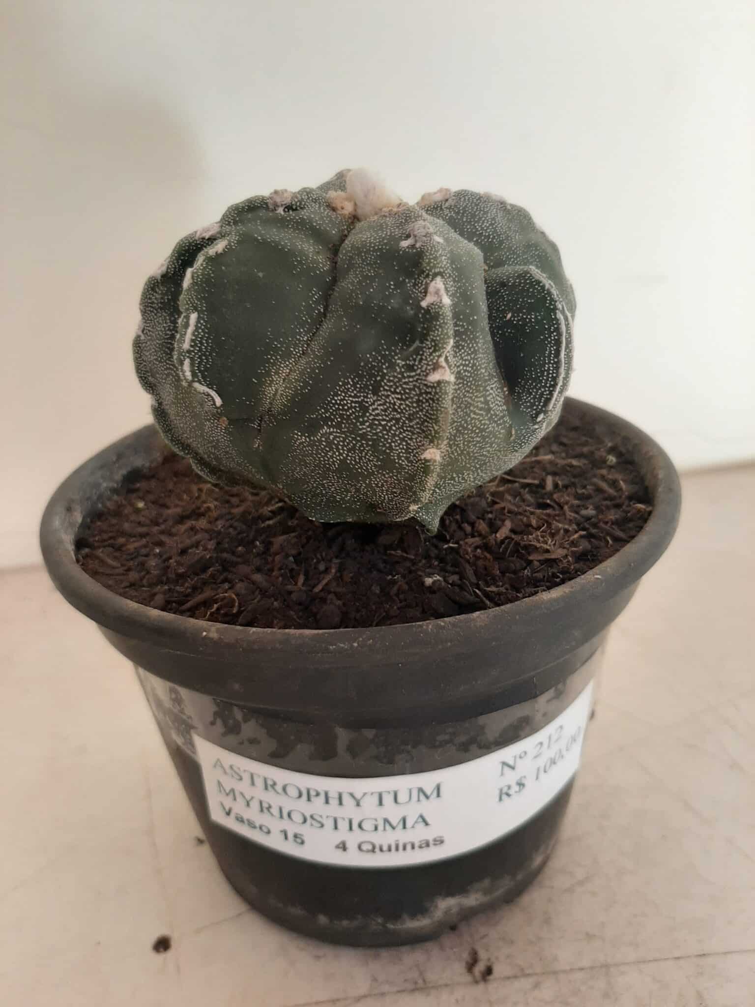 ASTROPHYTUM MYRIOSTIGMA "4 QUINAS"  -  Nº 212 – vaso 15