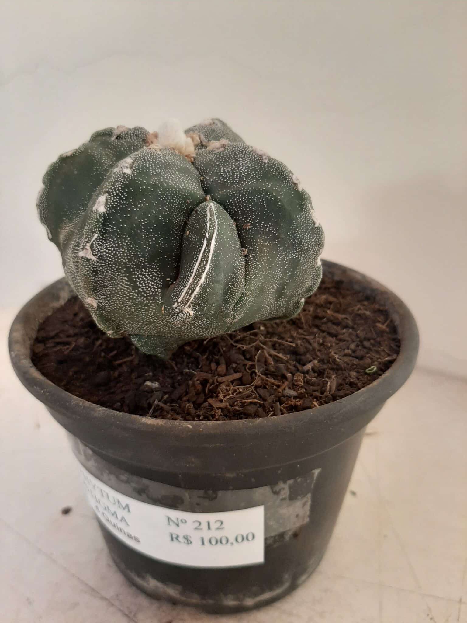 ASTROPHYTUM MYRIOSTIGMA "4 QUINAS"  -  Nº 212 – vaso 15