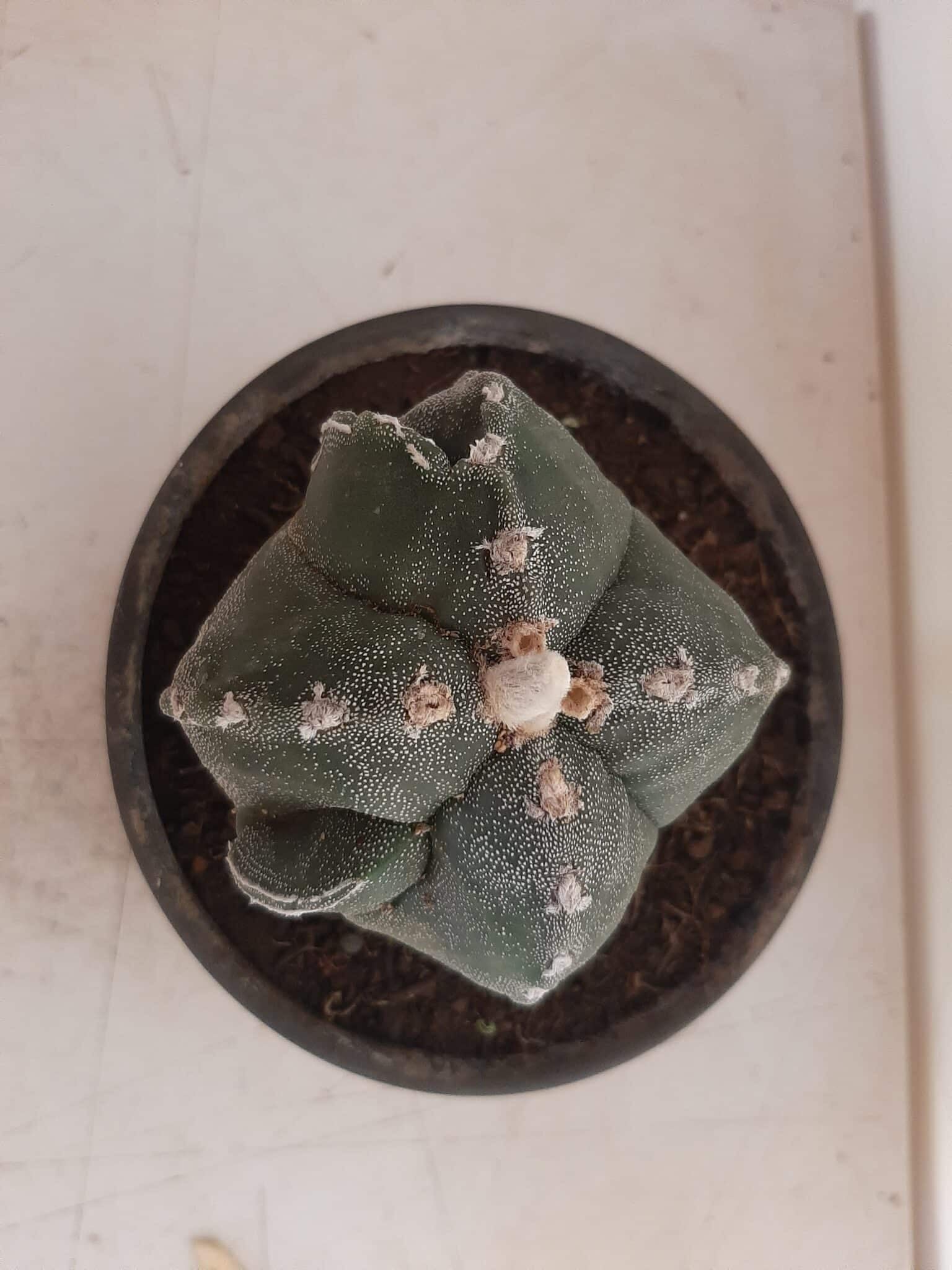 ASTROPHYTUM MYRIOSTIGMA "4 QUINAS"  -  Nº 212 – vaso 15