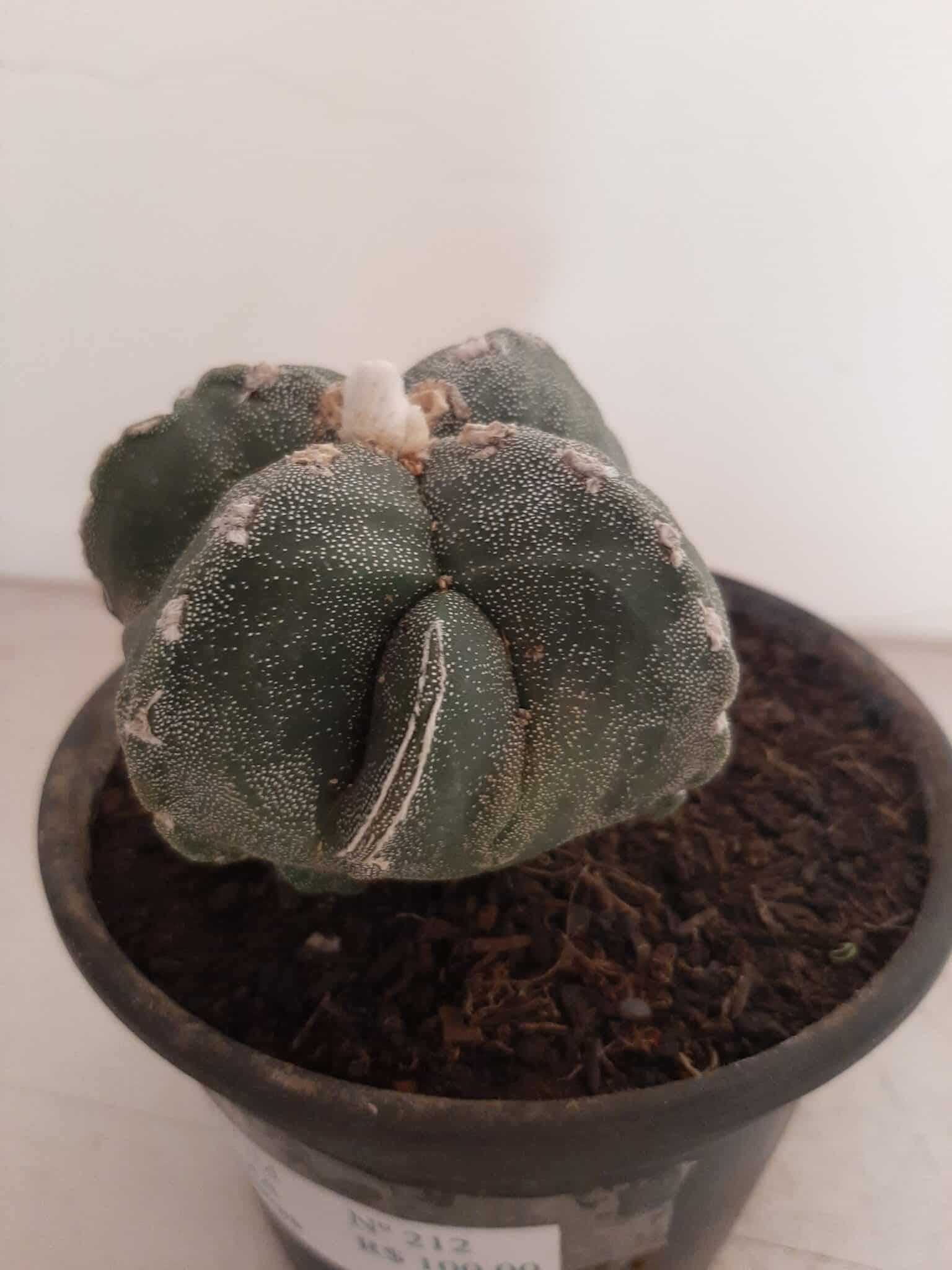 ASTROPHYTUM MYRIOSTIGMA "4 QUINAS"  -  Nº 212 – vaso 15