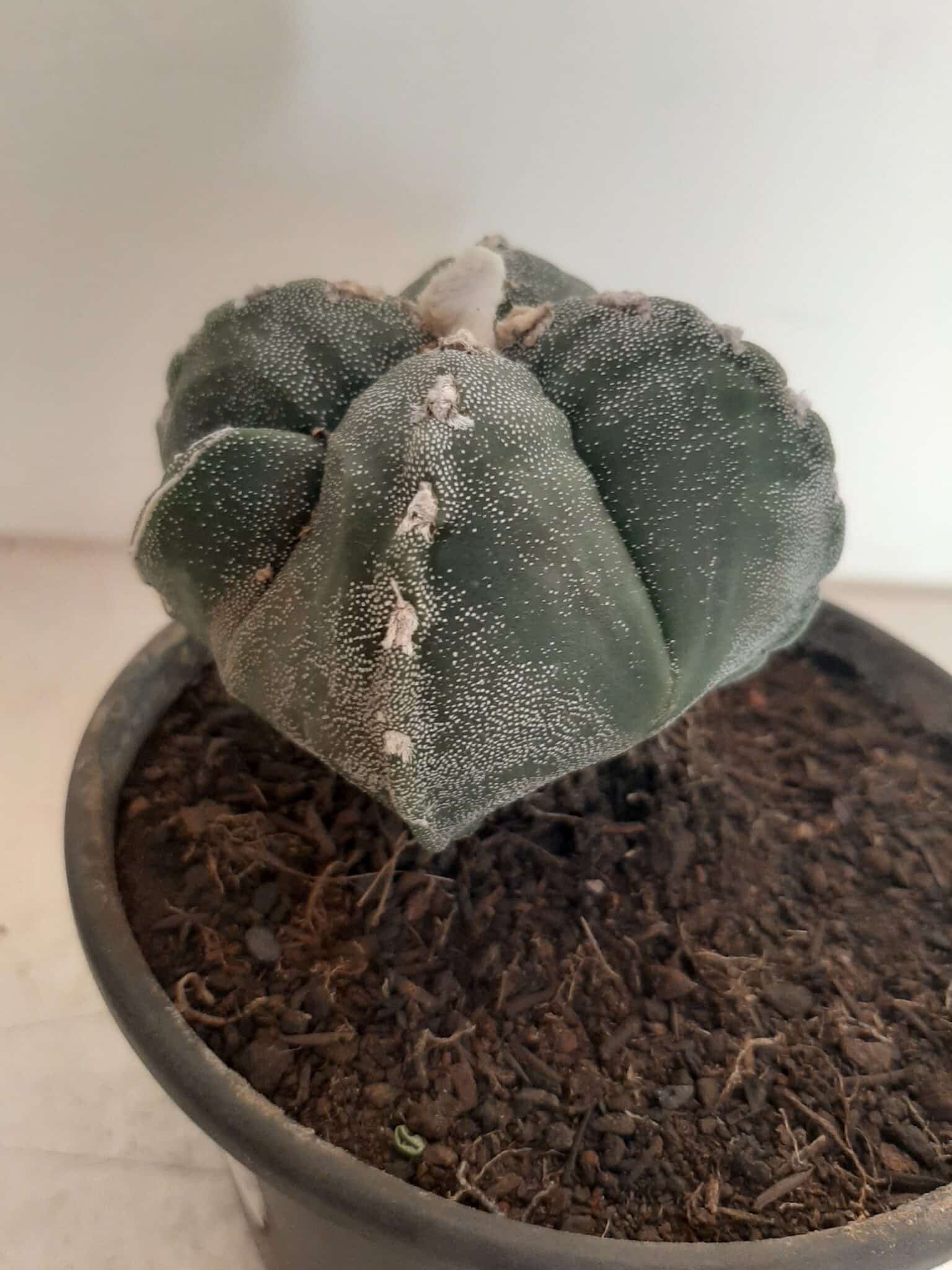ASTROPHYTUM MYRIOSTIGMA "4 QUINAS"  -  Nº 212 – vaso 15