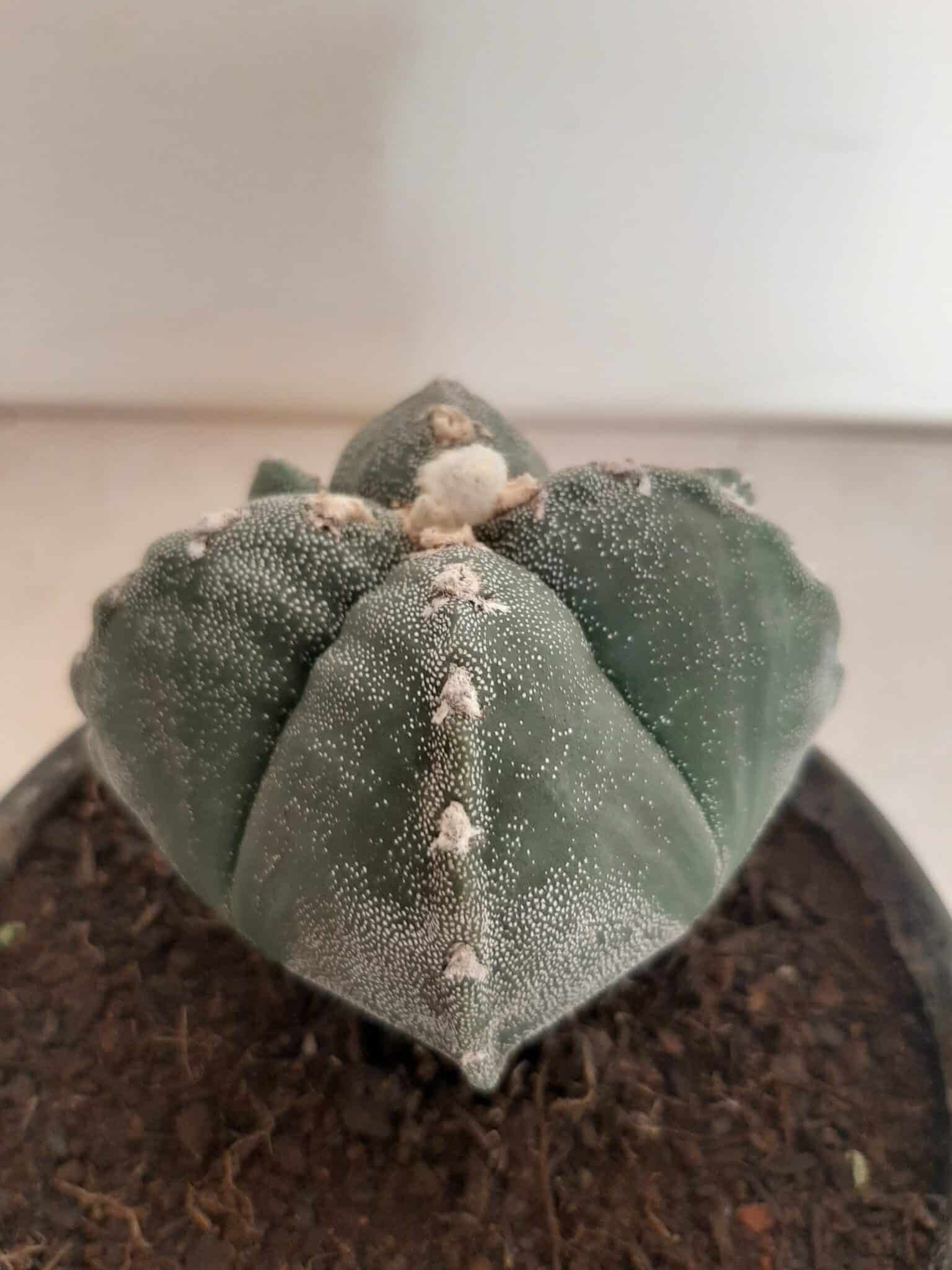 ASTROPHYTUM MYRIOSTIGMA "4 QUINAS"  -  Nº 212 – vaso 15