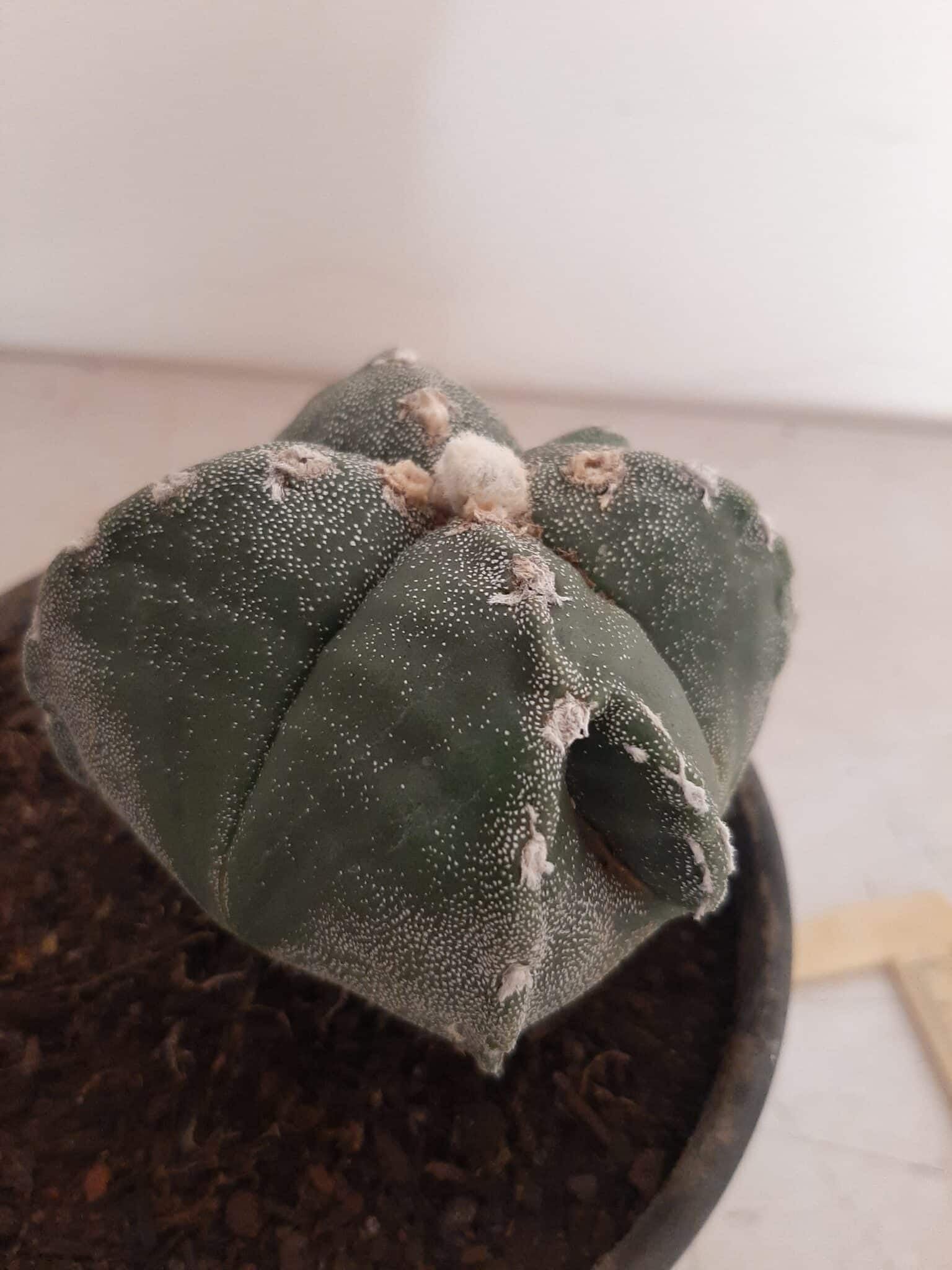 ASTROPHYTUM MYRIOSTIGMA "4 QUINAS"  -  Nº 212 – vaso 15