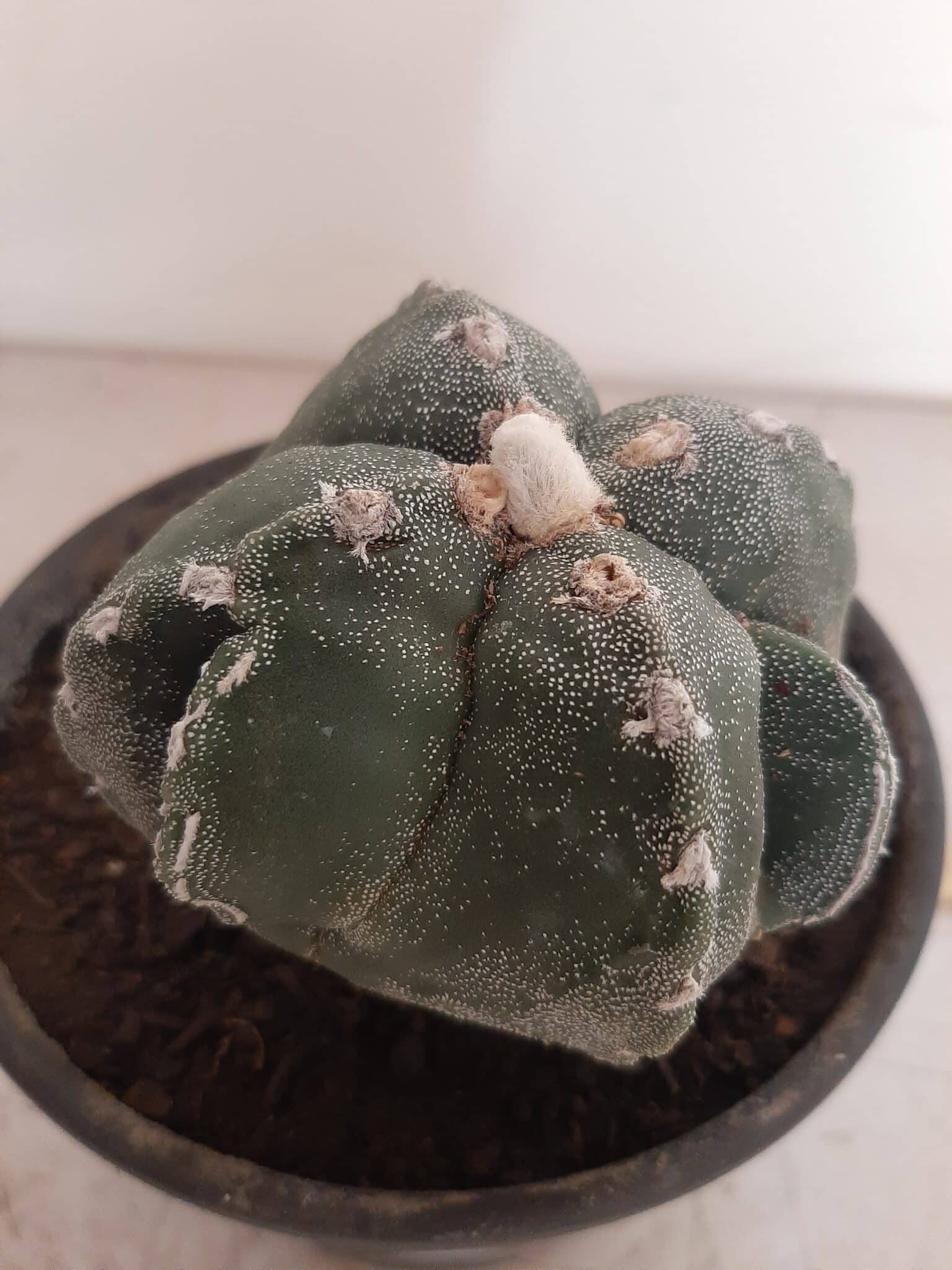 ASTROPHYTUM MYRIOSTIGMA "4 QUINAS"  -  Nº 212 – vaso 15