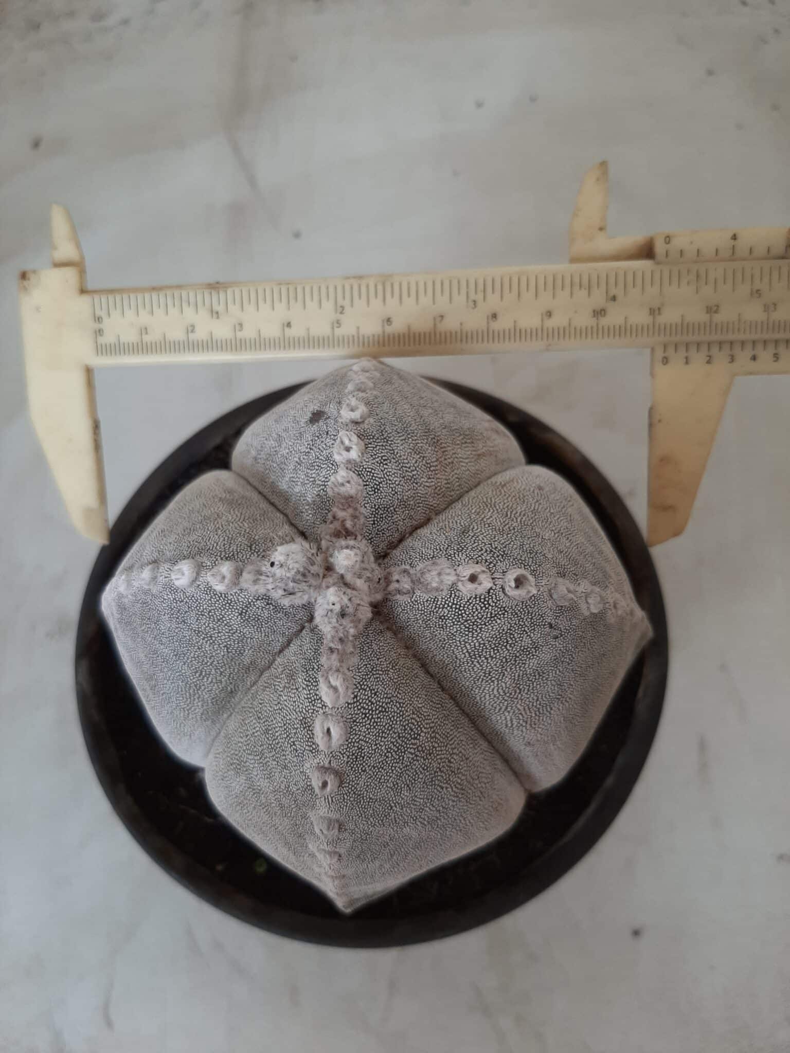 Sementes de cactos ASTROPHYTUM MYRIOSTIGMA - foto 18