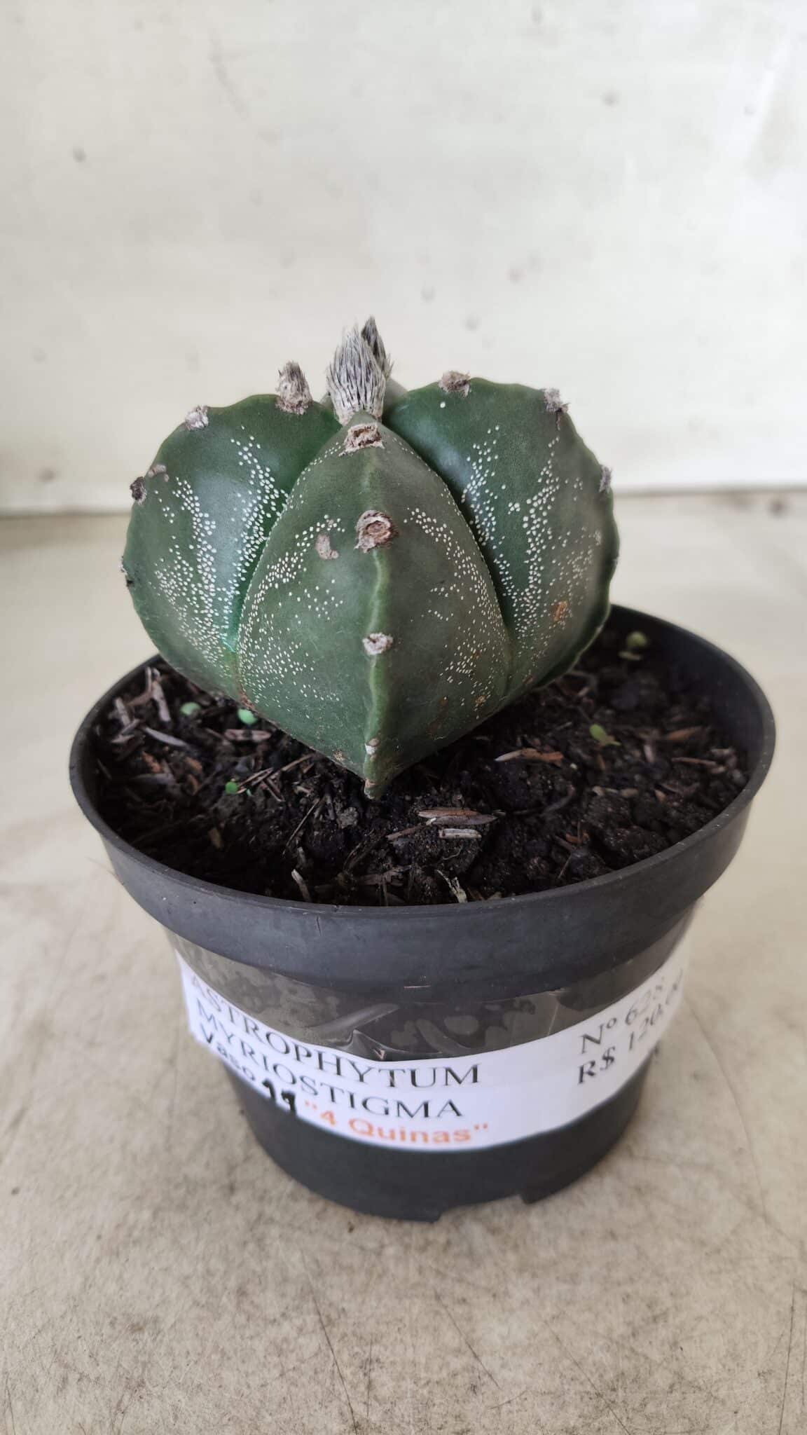 ASTROPHYTUM MYRIOSTIGMA "4 Quinas"  Nº 628 – vaso 11