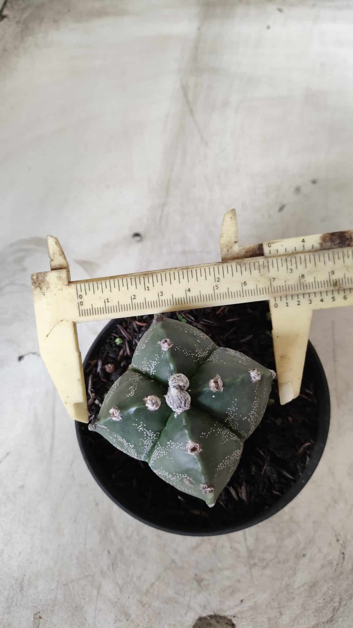 ASTROPHYTUM MYRIOSTIGMA "4 Quinas"  Nº 628 – vaso 11