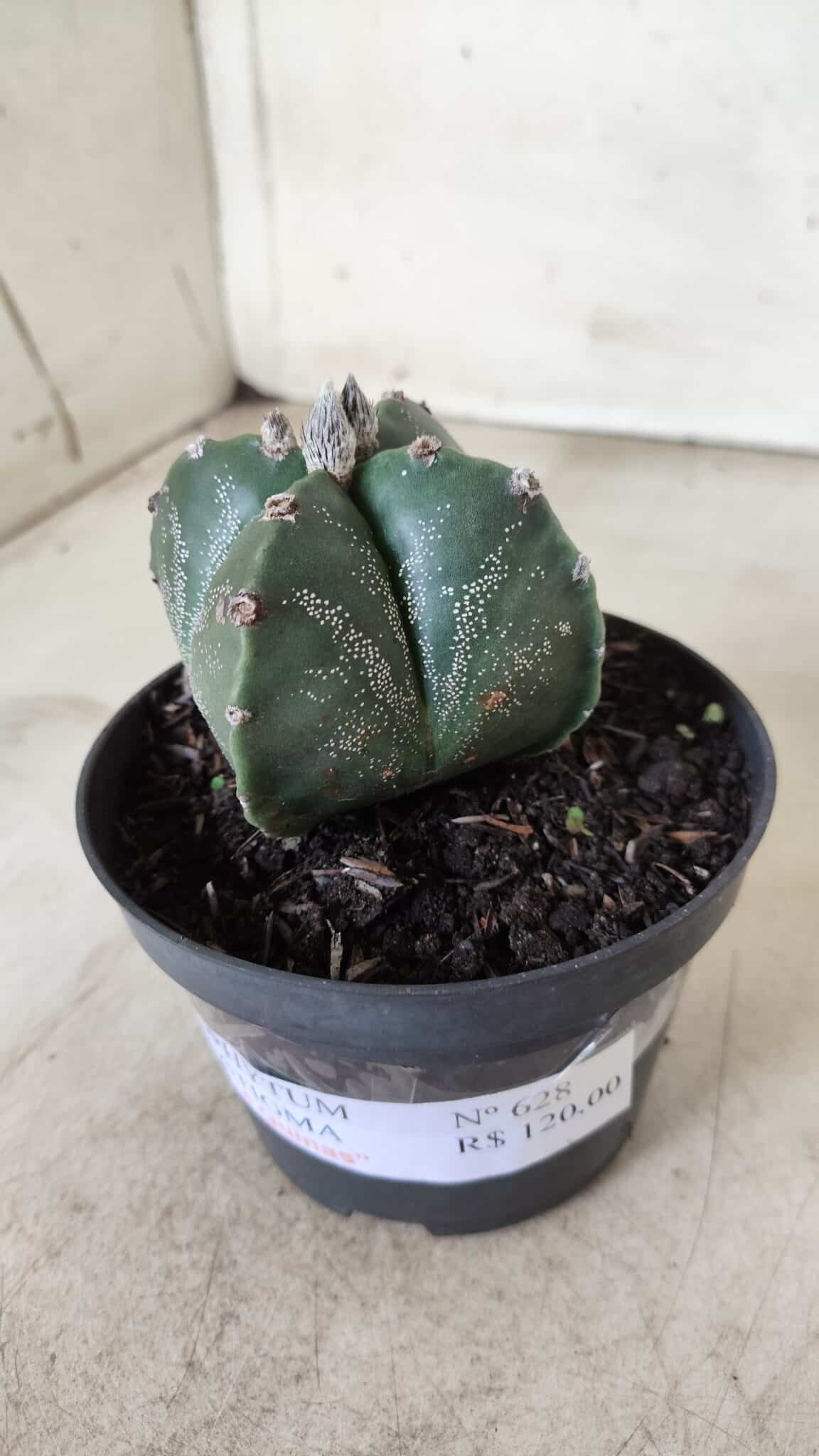 ASTROPHYTUM MYRIOSTIGMA "4 Quinas"  Nº 628 – vaso 11