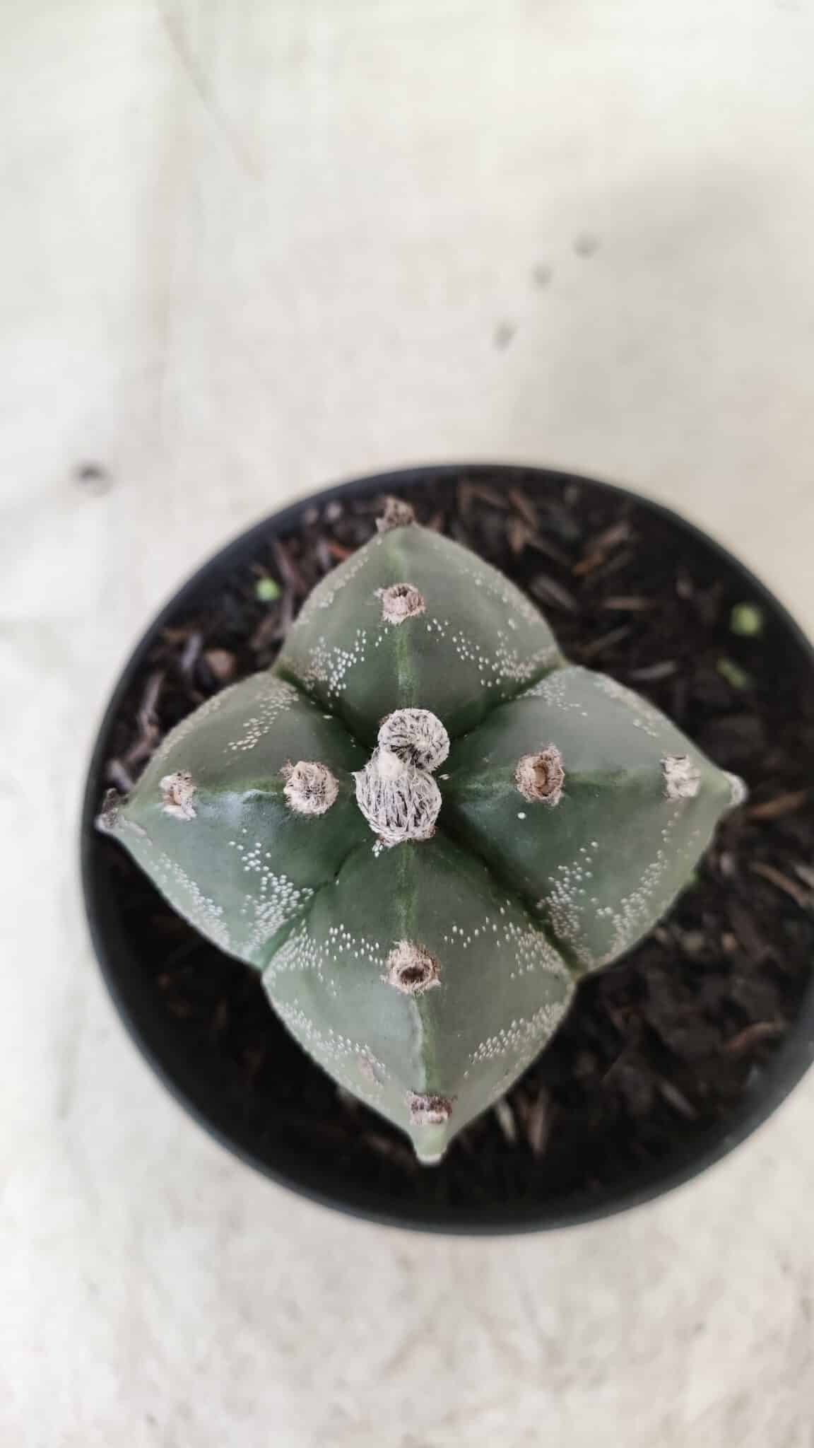 ASTROPHYTUM MYRIOSTIGMA "4 Quinas"  Nº 628 – vaso 11