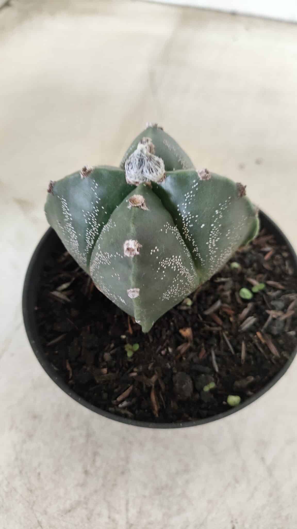 ASTROPHYTUM MYRIOSTIGMA "4 Quinas"  Nº 628 – vaso 11