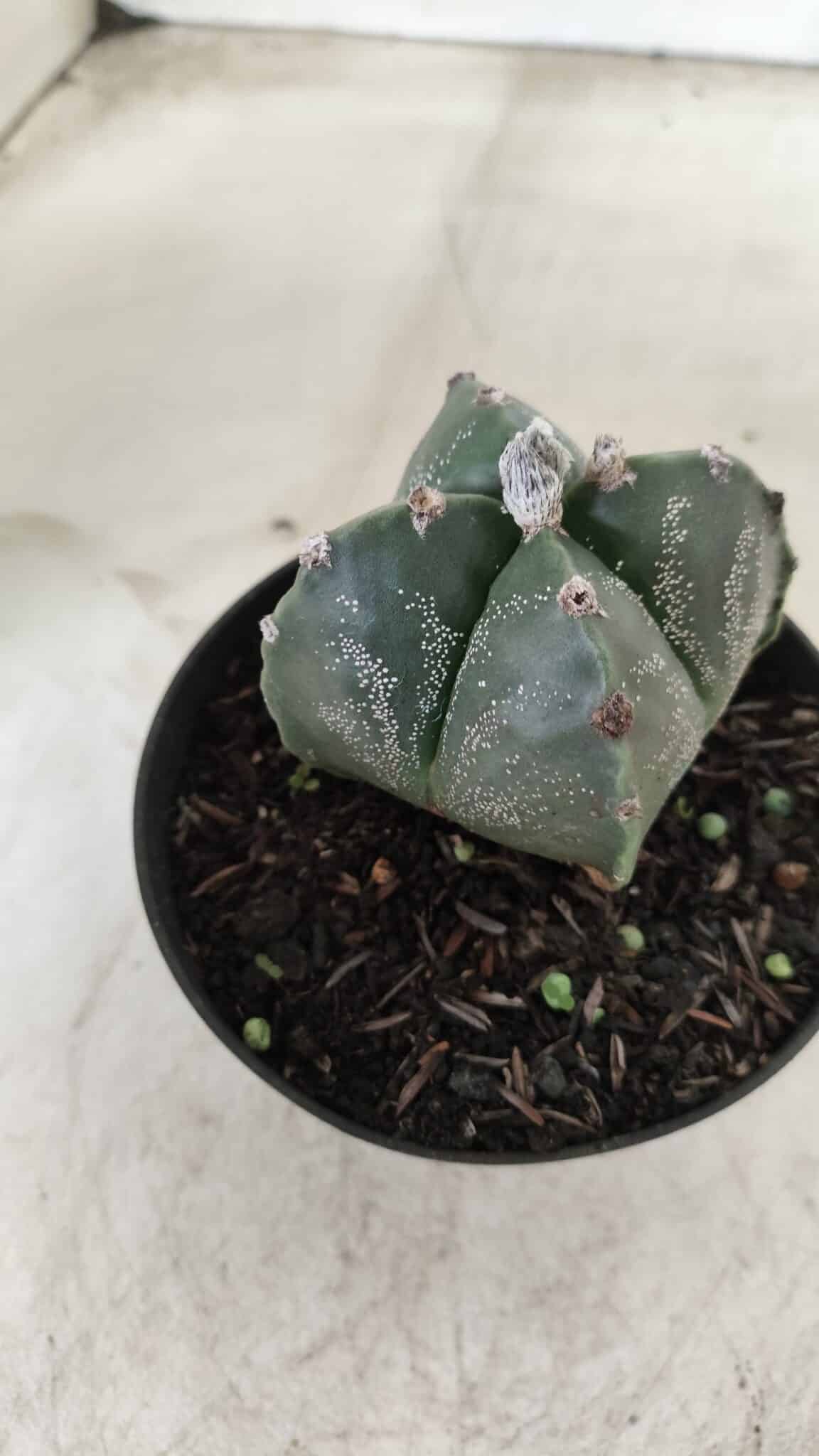ASTROPHYTUM MYRIOSTIGMA "4 Quinas"  Nº 628 – vaso 11