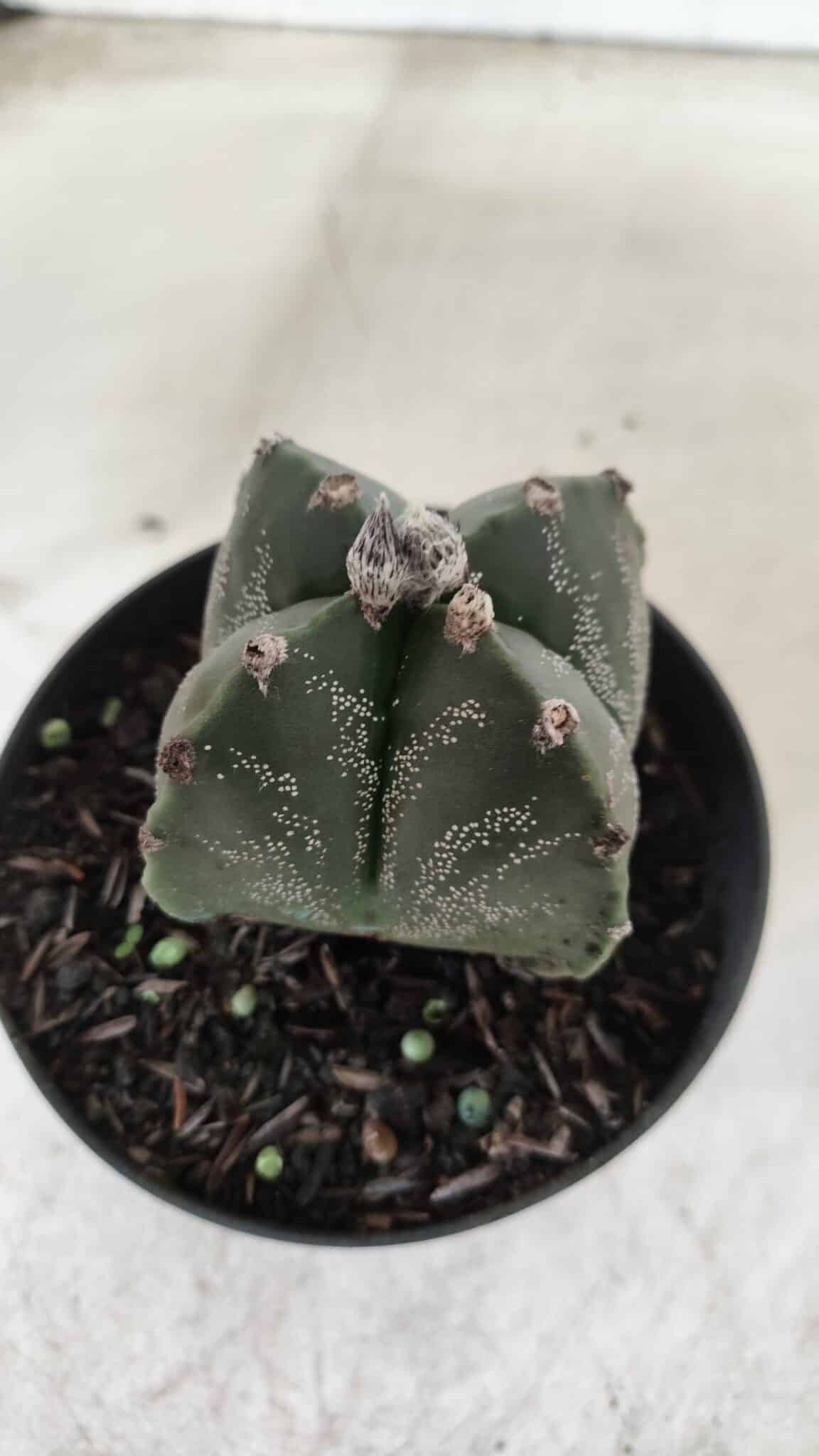 ASTROPHYTUM MYRIOSTIGMA "4 Quinas"  Nº 628 – vaso 11