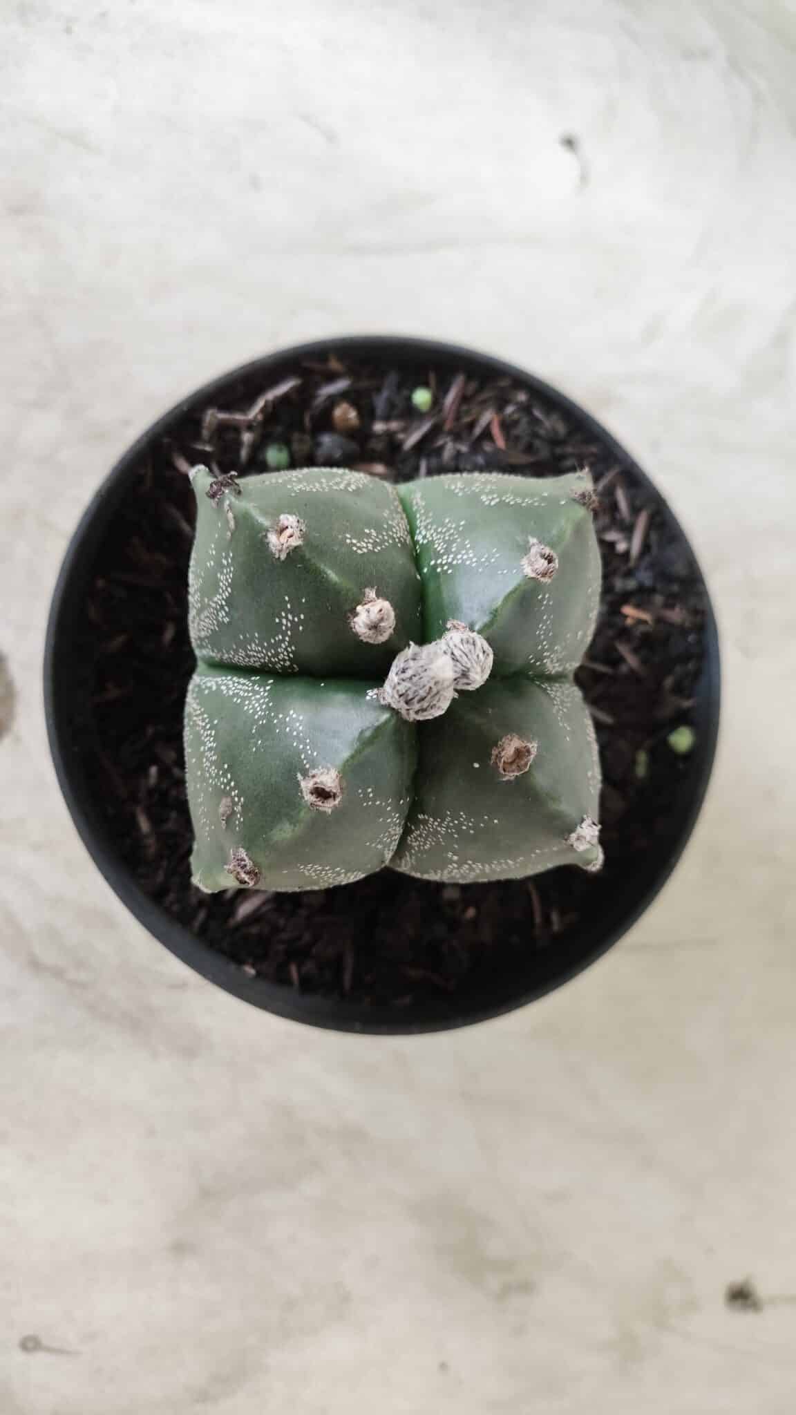 ASTROPHYTUM MYRIOSTIGMA "4 Quinas"  Nº 628 – vaso 11