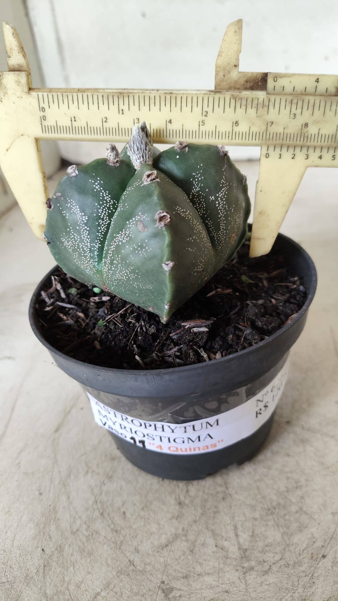 ASTROPHYTUM MYRIOSTIGMA "4 Quinas"  Nº 628 – vaso 11