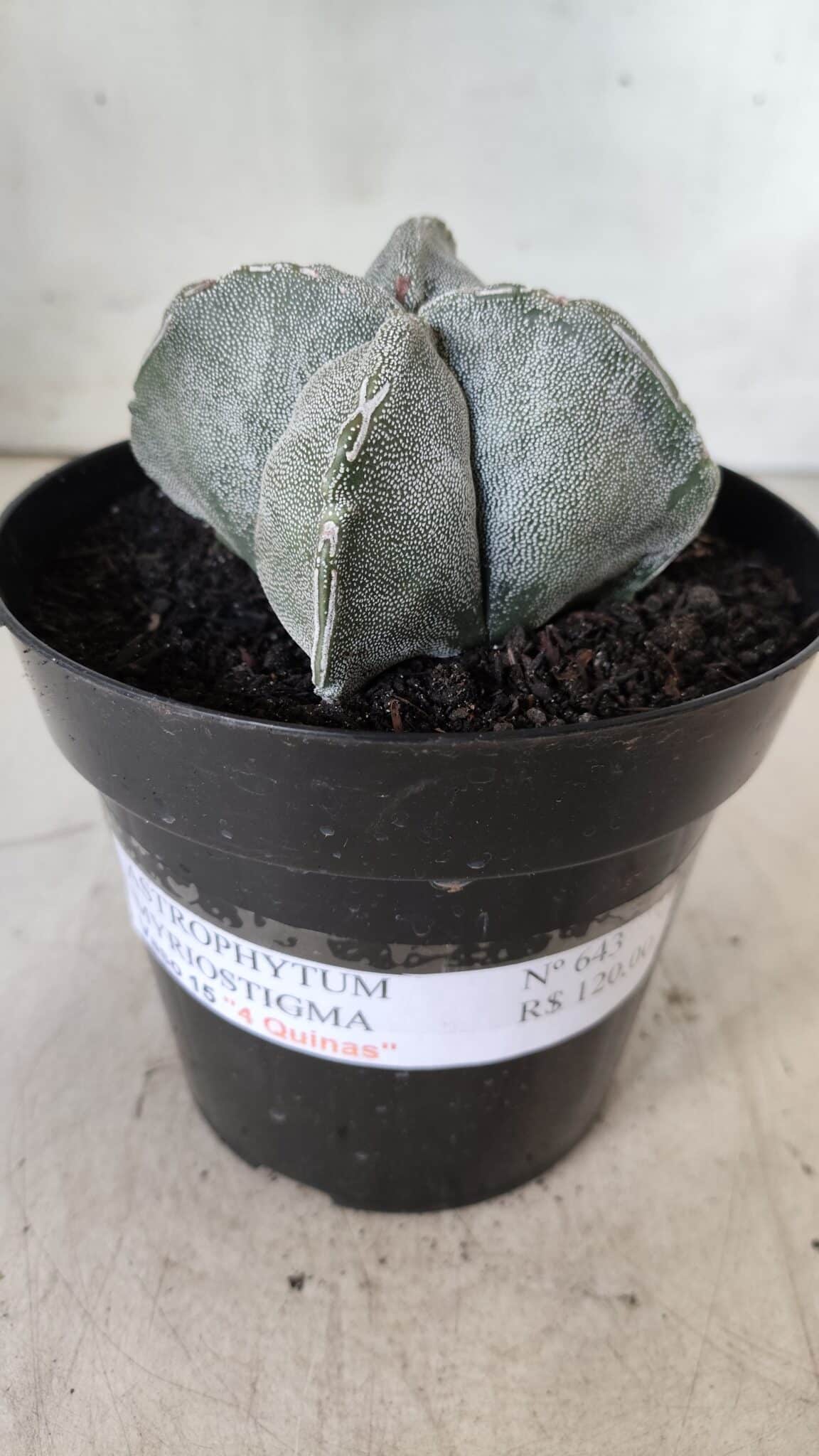 ASTROPHYTUM MYRIOSTIGMA "4 QUINAS" Nº 643 – vaso 15