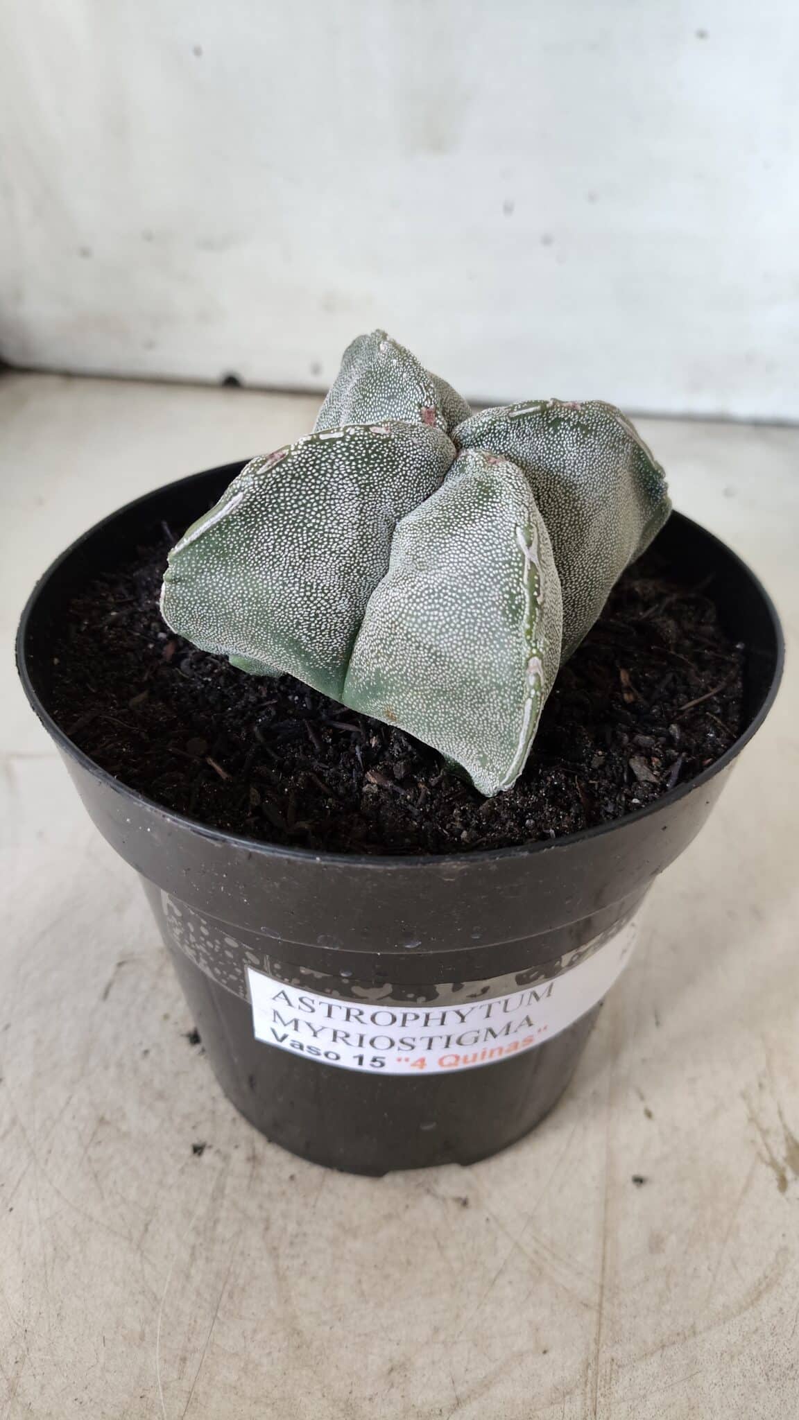 ASTROPHYTUM MYRIOSTIGMA "4 QUINAS" Nº 643 – vaso 15
