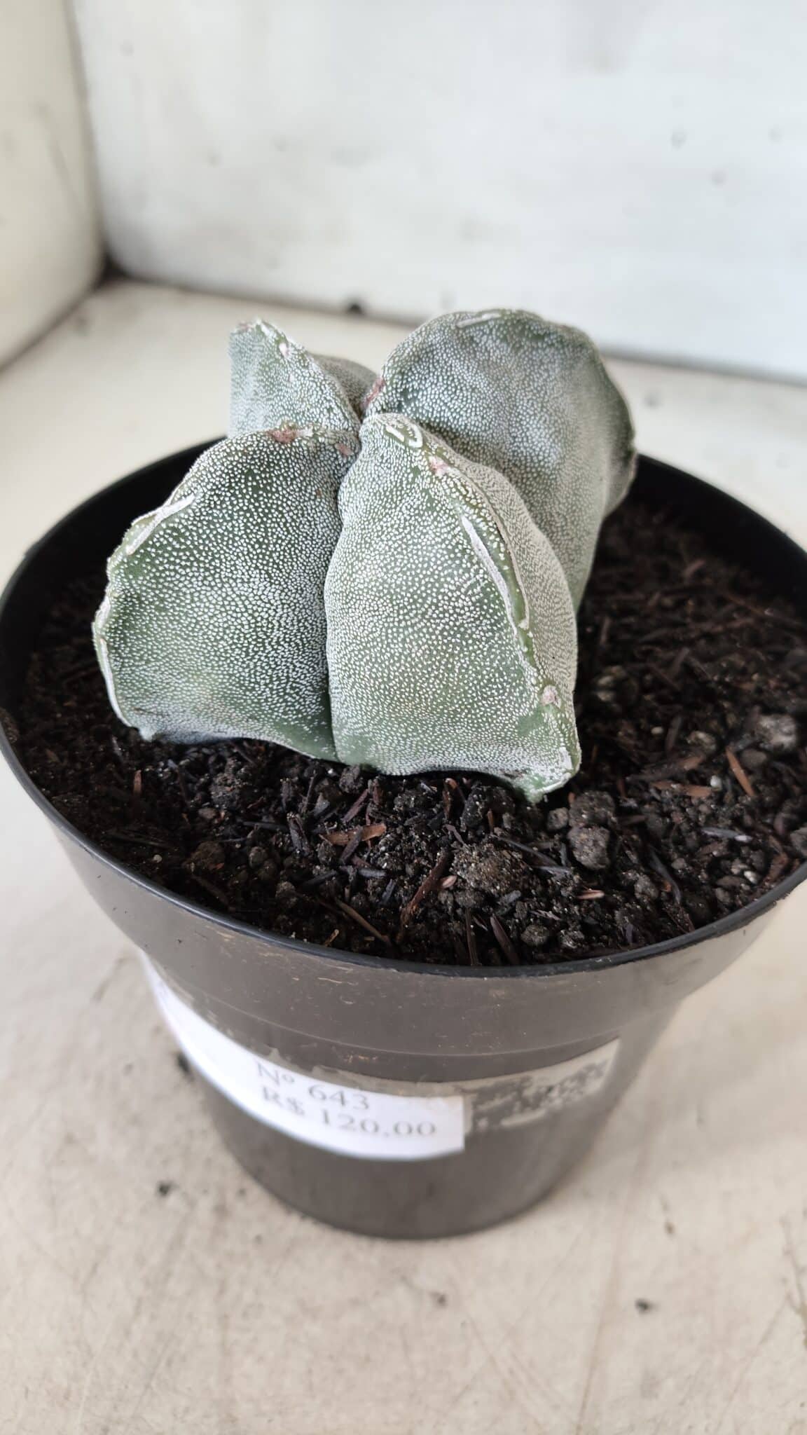 ASTROPHYTUM MYRIOSTIGMA "4 QUINAS" Nº 643 – vaso 15