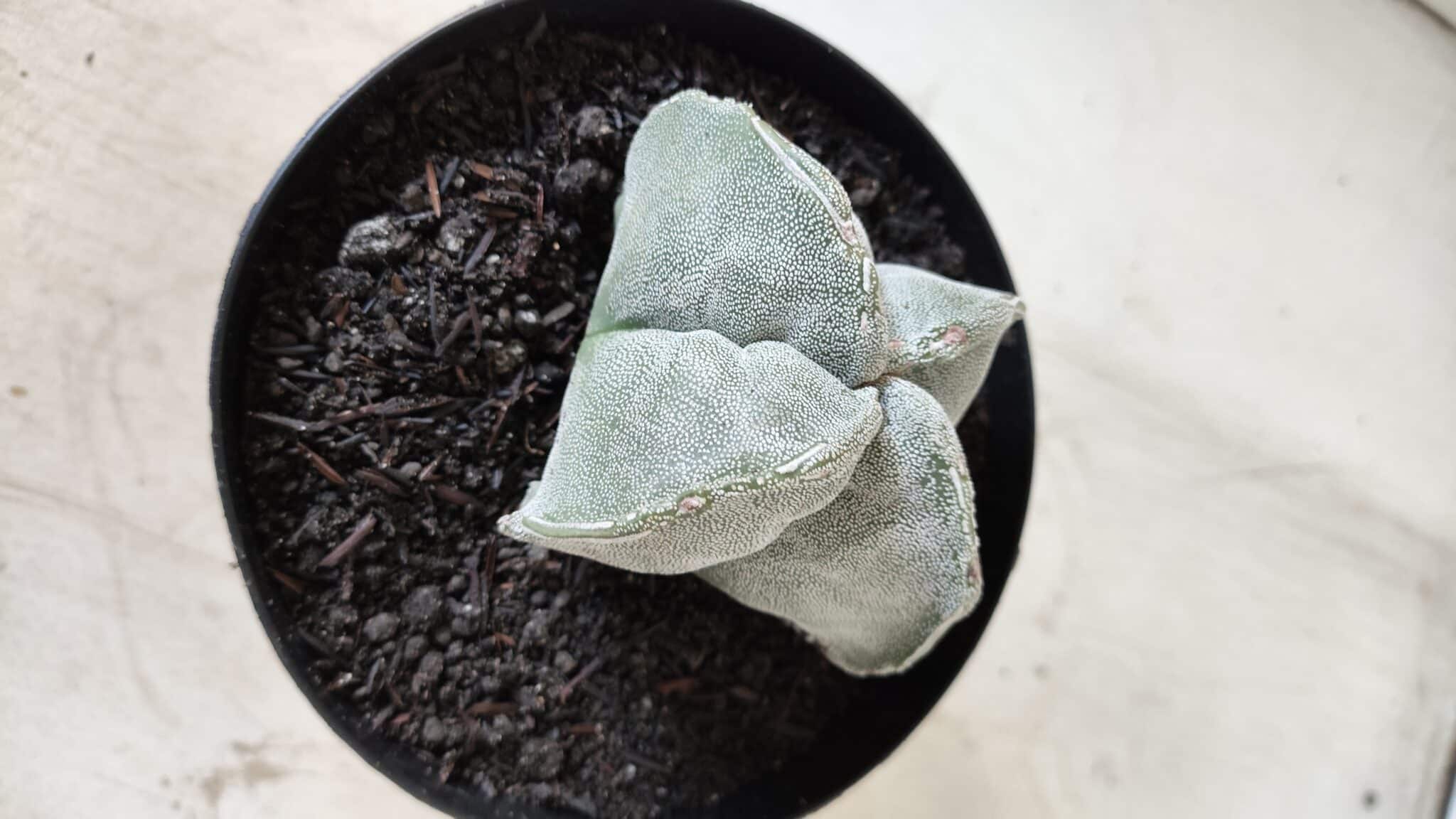 ASTROPHYTUM MYRIOSTIGMA "4 QUINAS" Nº 643 – vaso 15