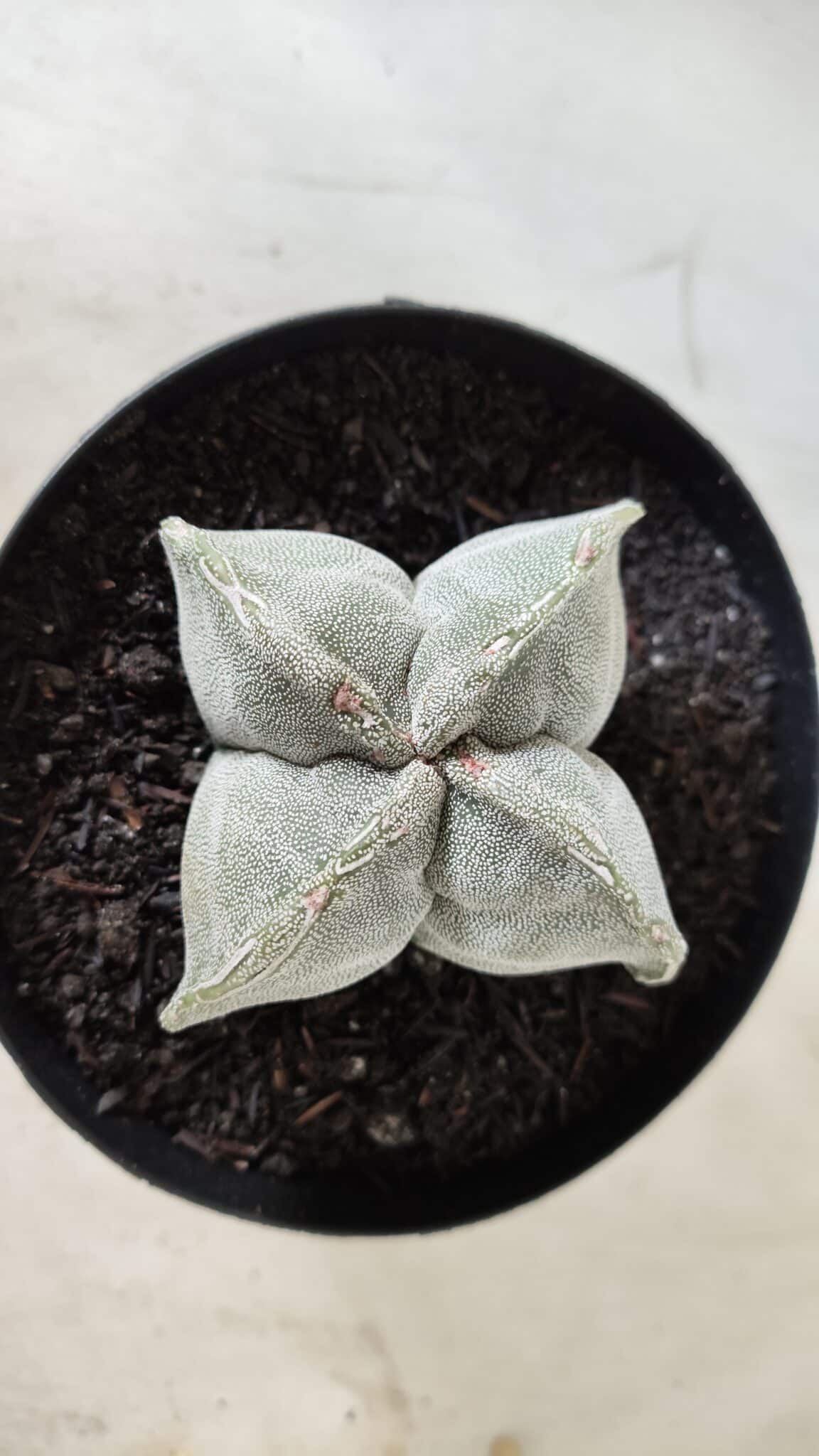 ASTROPHYTUM MYRIOSTIGMA "4 QUINAS" Nº 643 – vaso 15