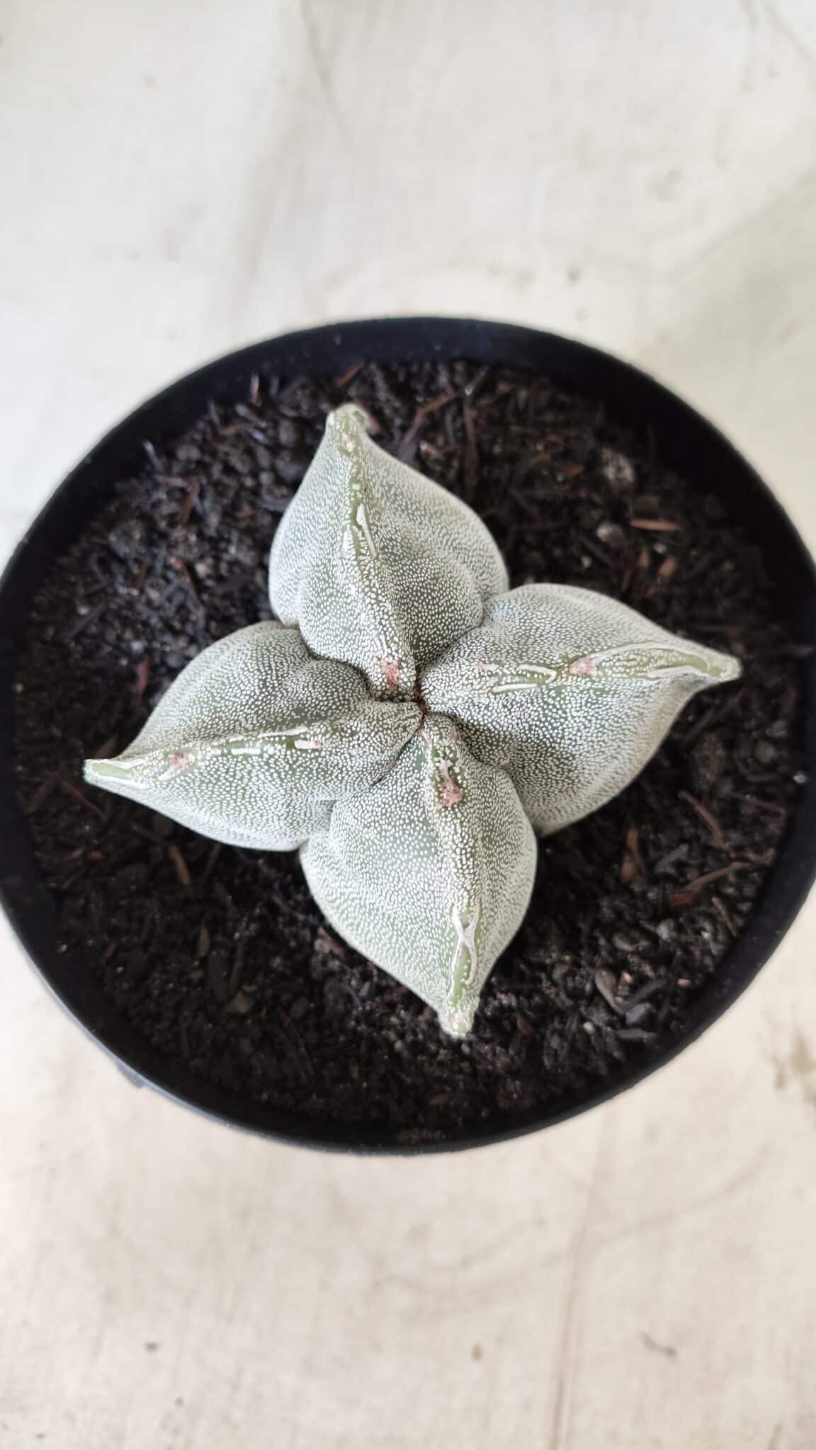 ASTROPHYTUM MYRIOSTIGMA "4 QUINAS" Nº 643 – vaso 15