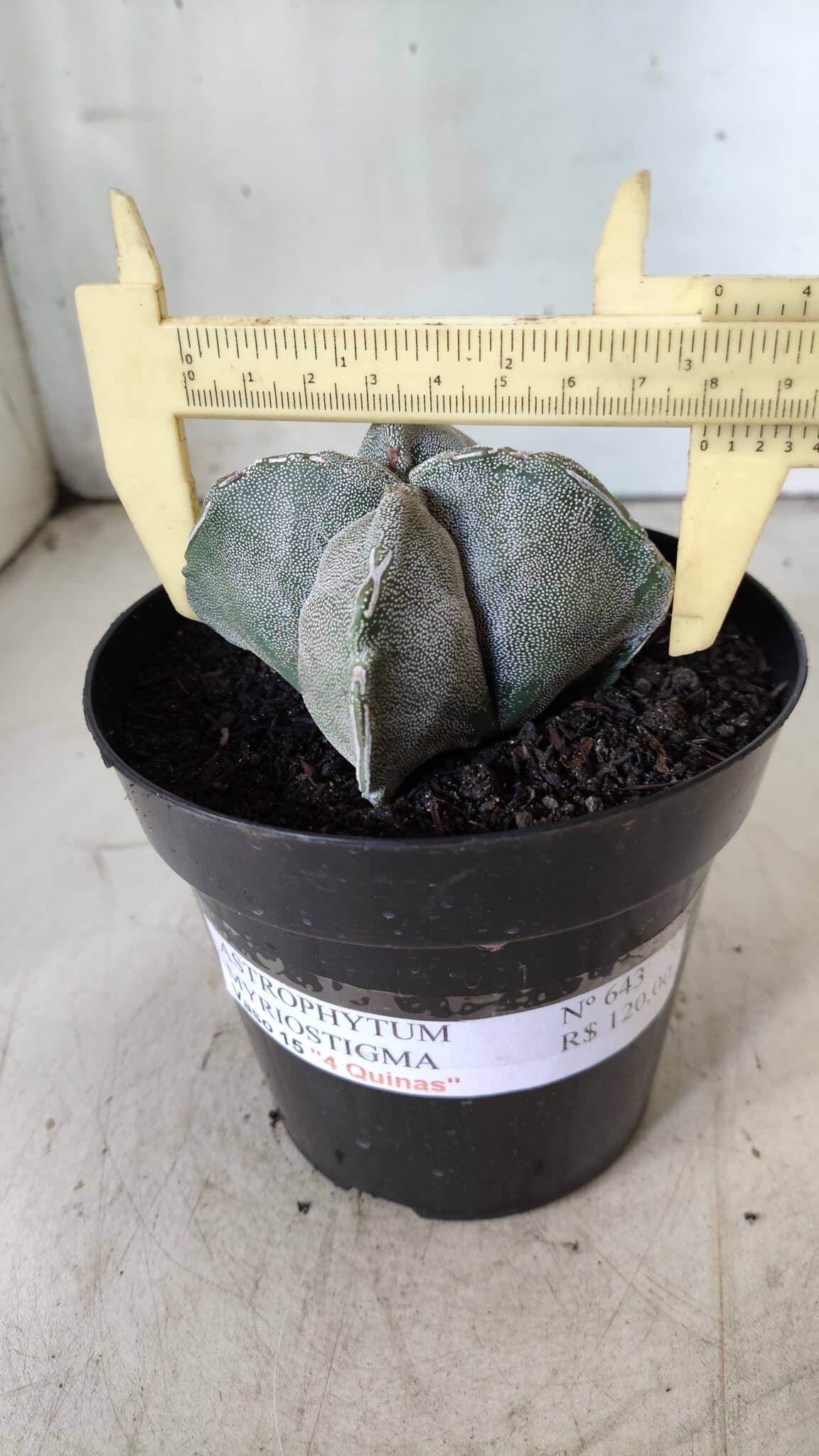 ASTROPHYTUM MYRIOSTIGMA "4 QUINAS" Nº 643 – vaso 15