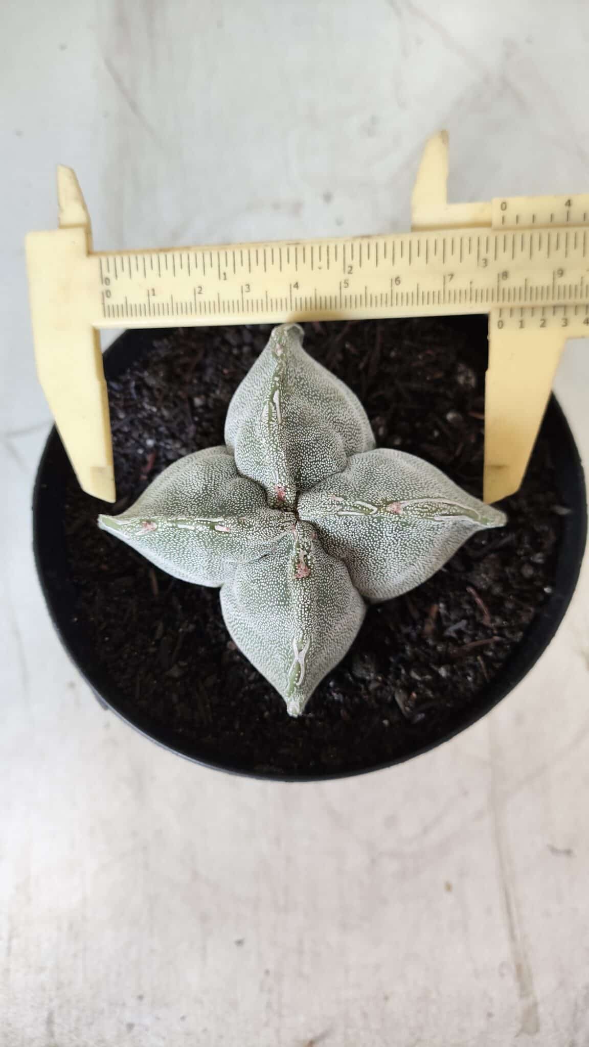 ASTROPHYTUM MYRIOSTIGMA "4 QUINAS" Nº 643 – vaso 15