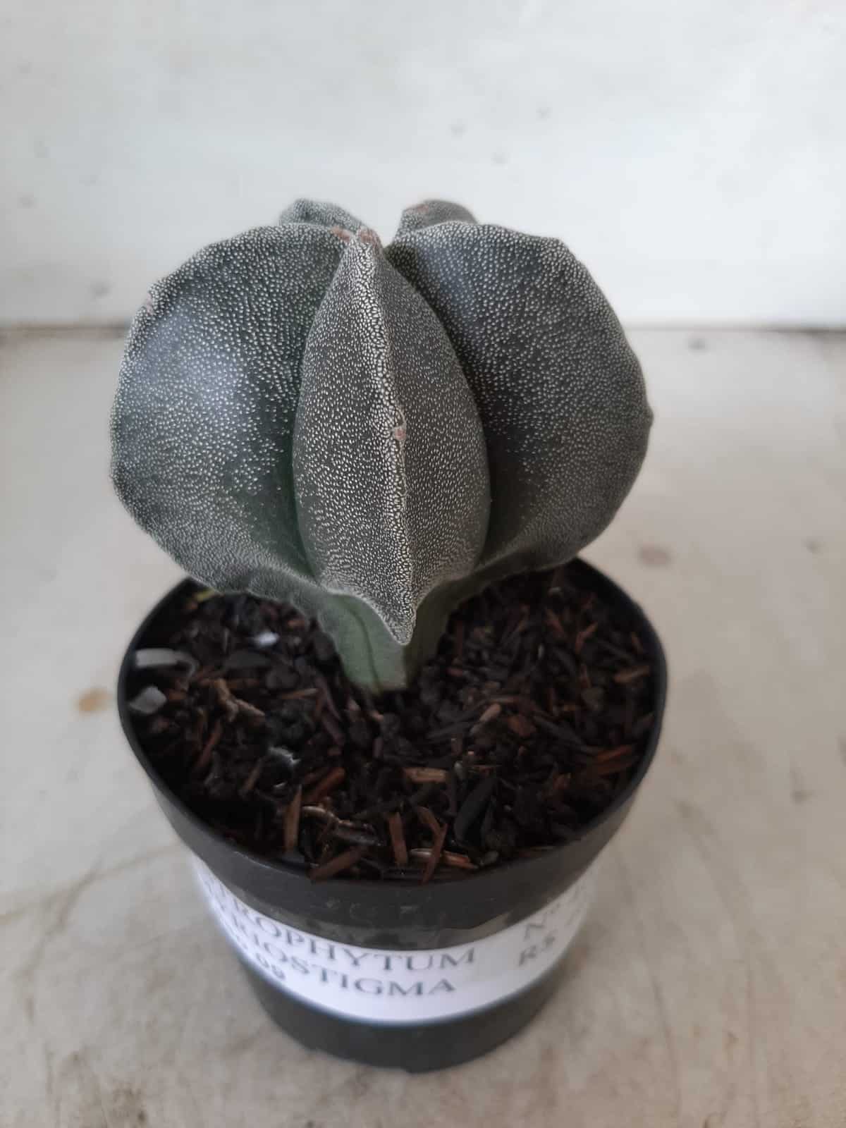 ASTROPHYTUM MYRIOSTIGMA  Nº 403 – vaso 09