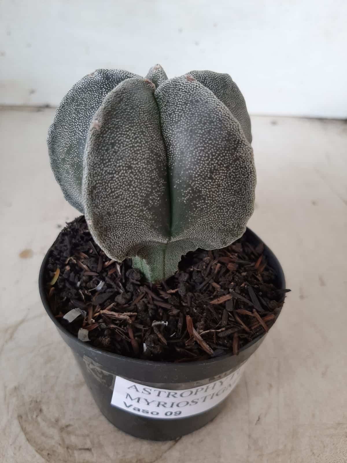 ASTROPHYTUM MYRIOSTIGMA  Nº 403 – vaso 09